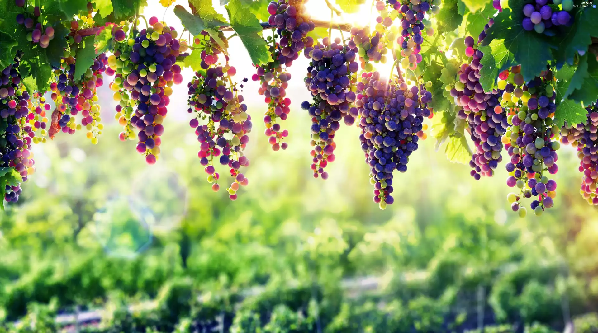 ligh, Grapes, flash, luminosity, sun, bunches