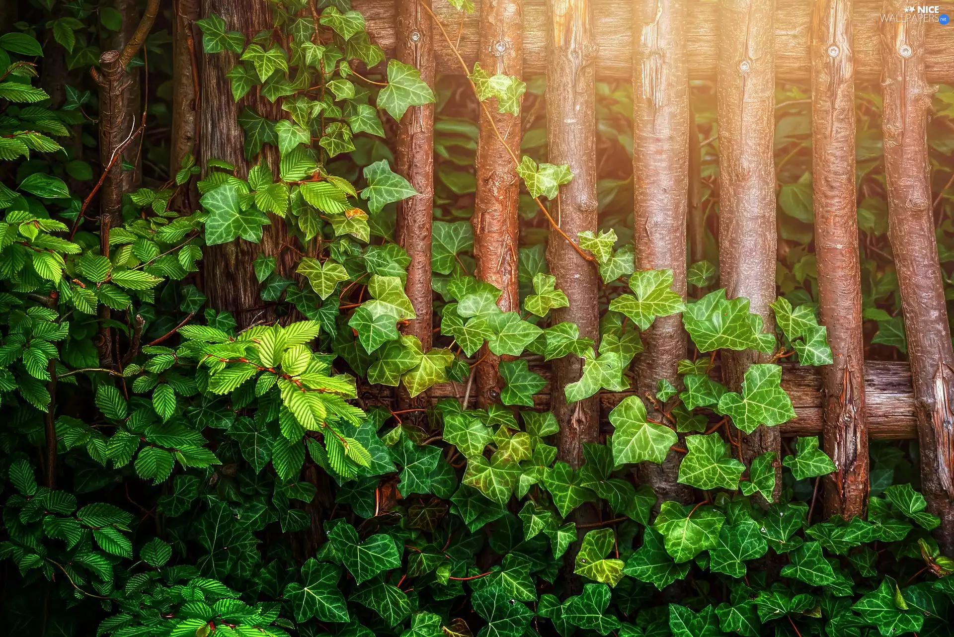 ligh, ivy, flash, luminosity, sun, Fance