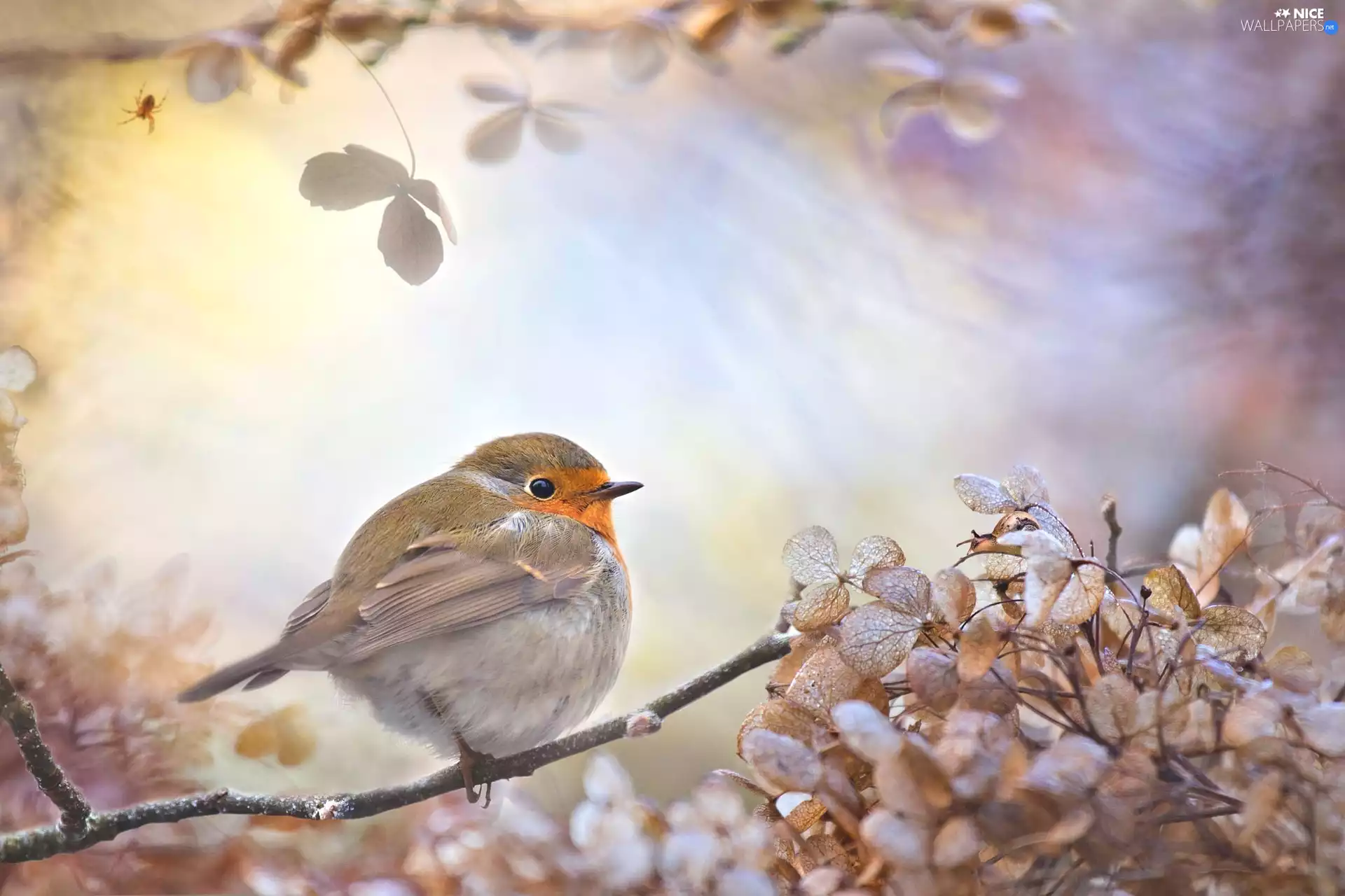 ligh, Bird, flash, Dry Plants, robin, sun, luminosity