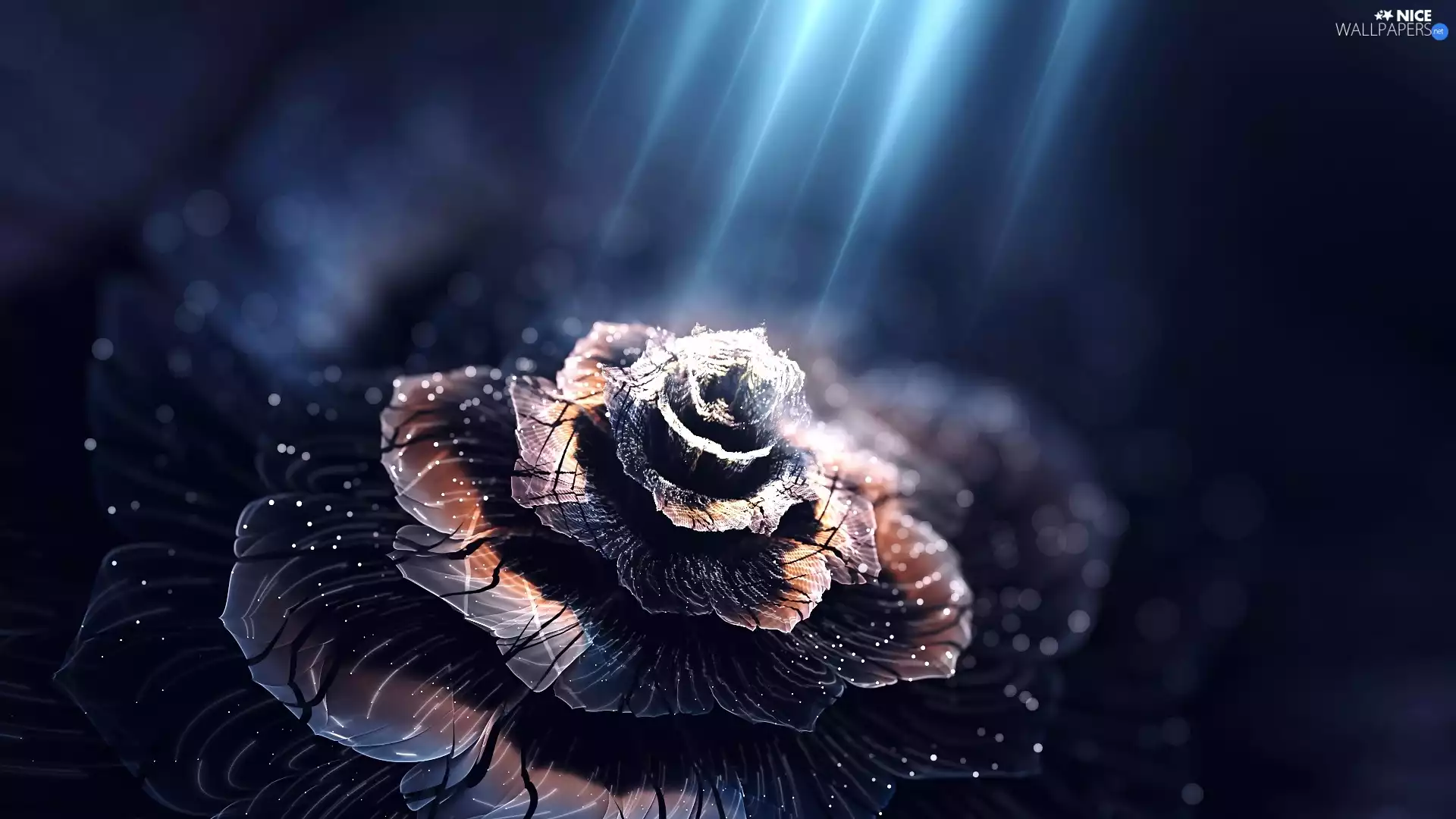 ligh, graphics, flash, luminosity, sun, Colourfull Flowers