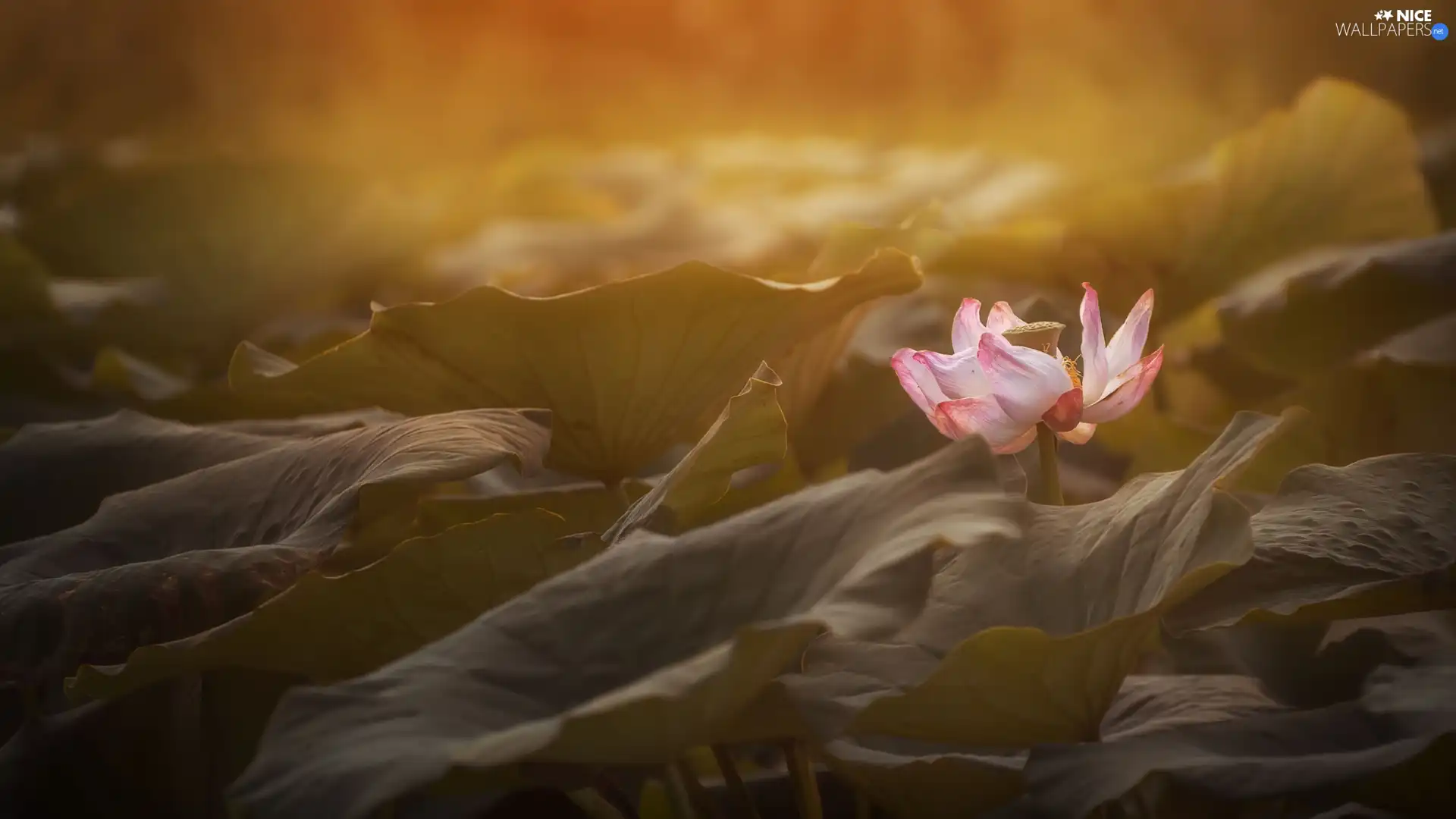 ligh, lotus, flash, Leaf, Colourfull Flowers, sun, luminosity