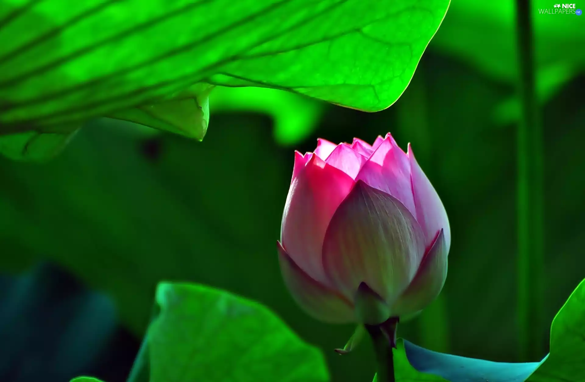 ligh, Colourfull Flowers, flash, Leaf, lotus, sun, luminosity