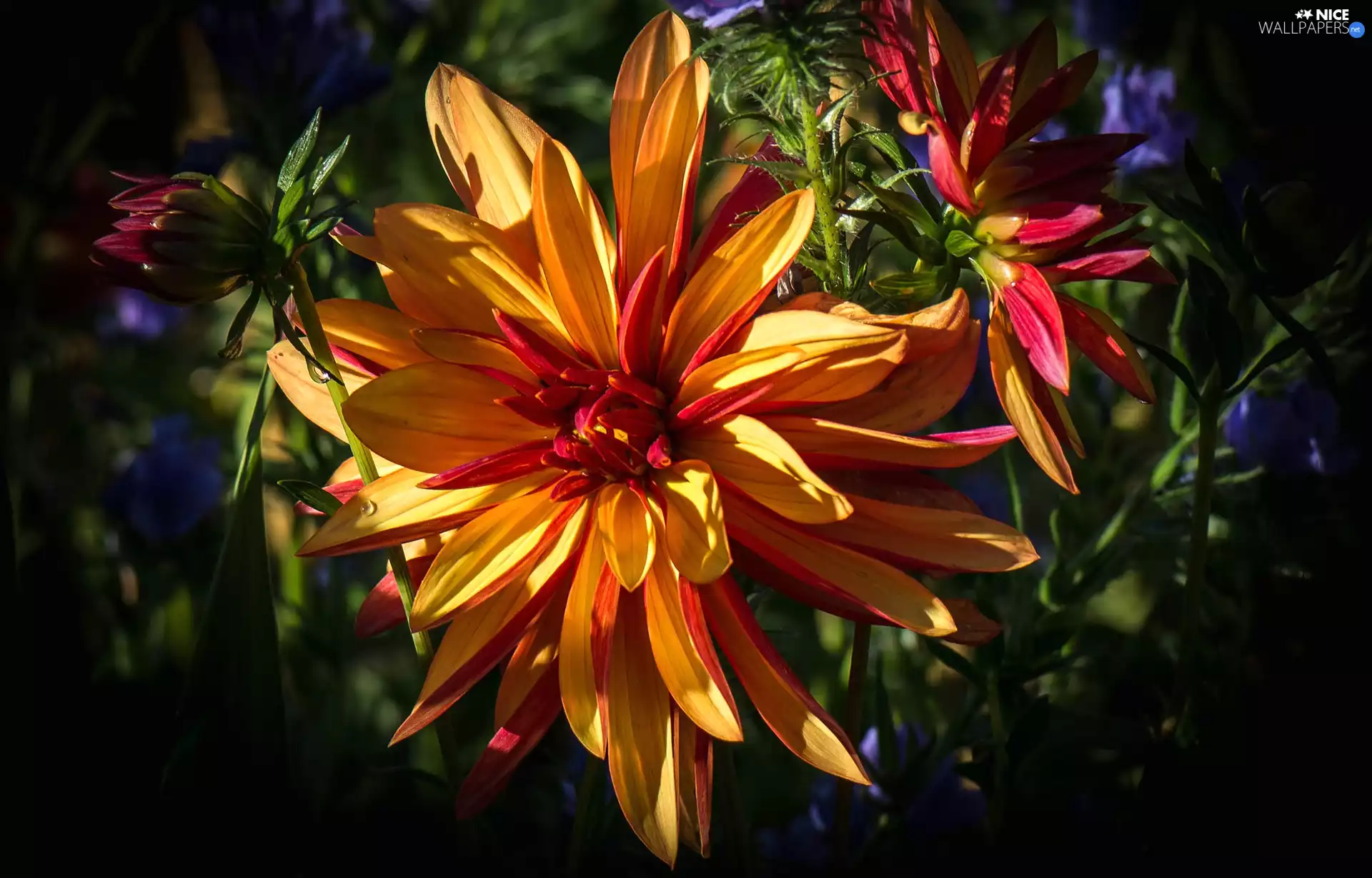 ligh, Dalia, flash, luminosity, sun, Flowers