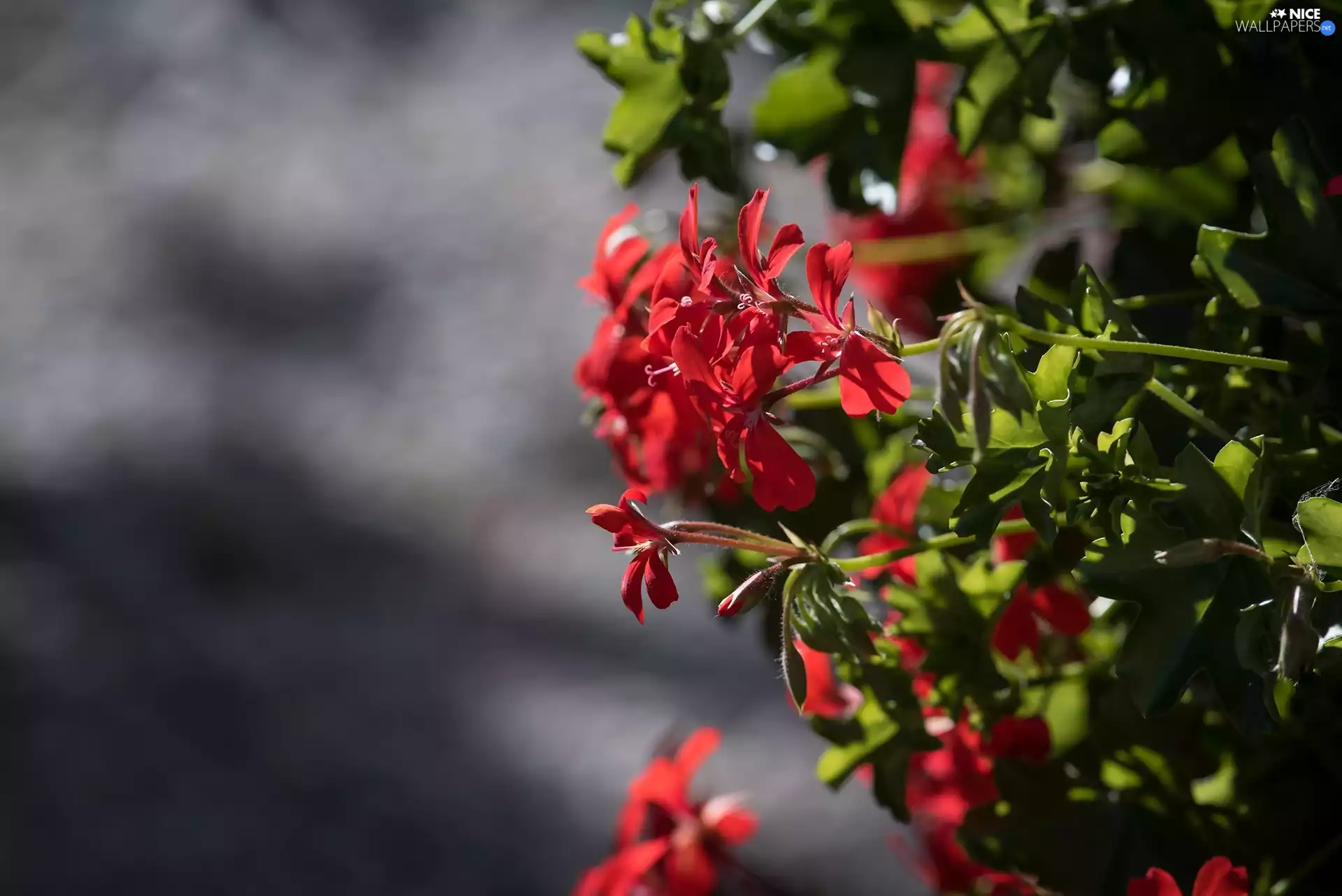 ligh, geranium, flash, luminosity, sun, Flowers