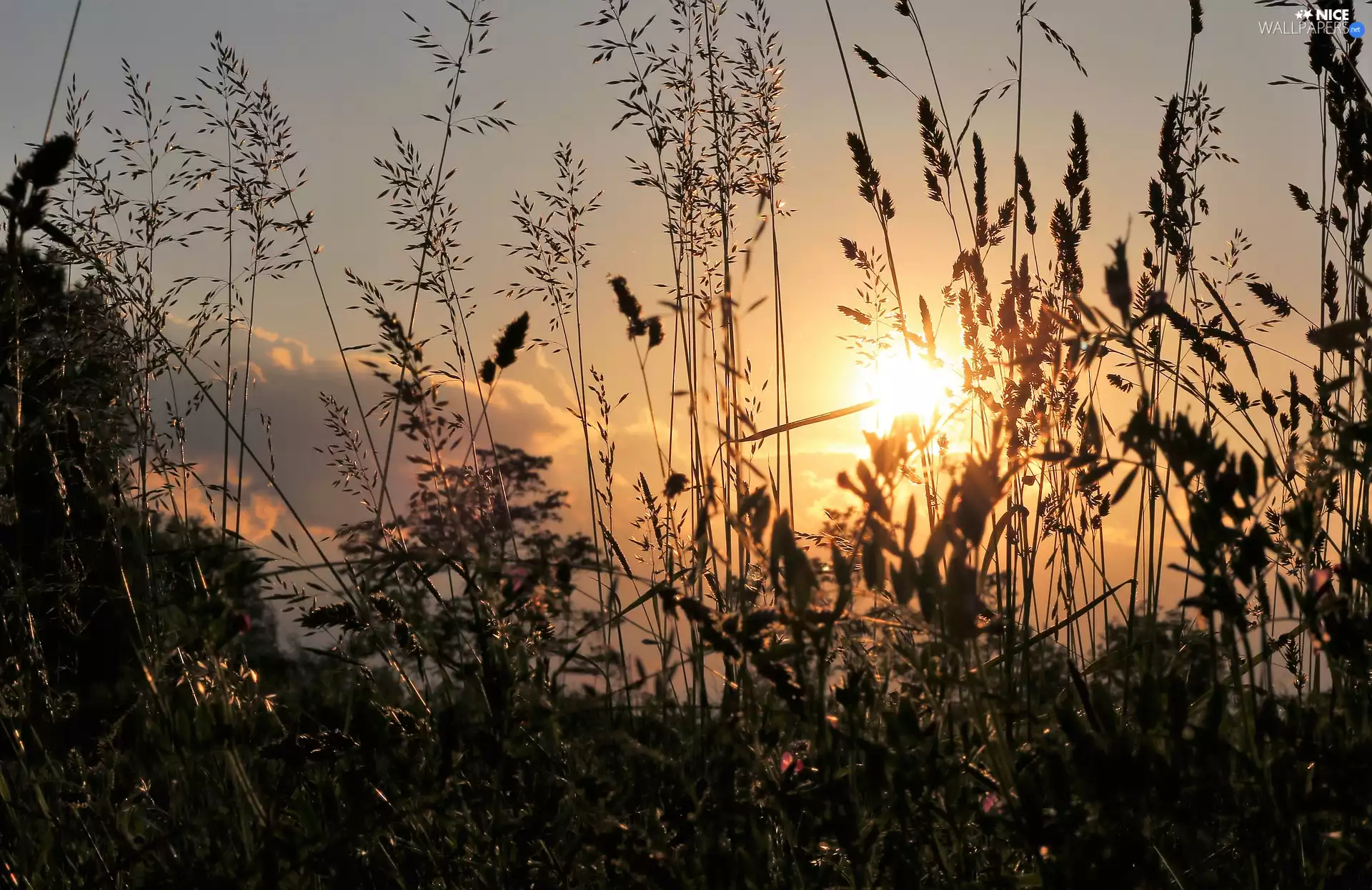 ligh, sun, flash, luminosity, sun, grass