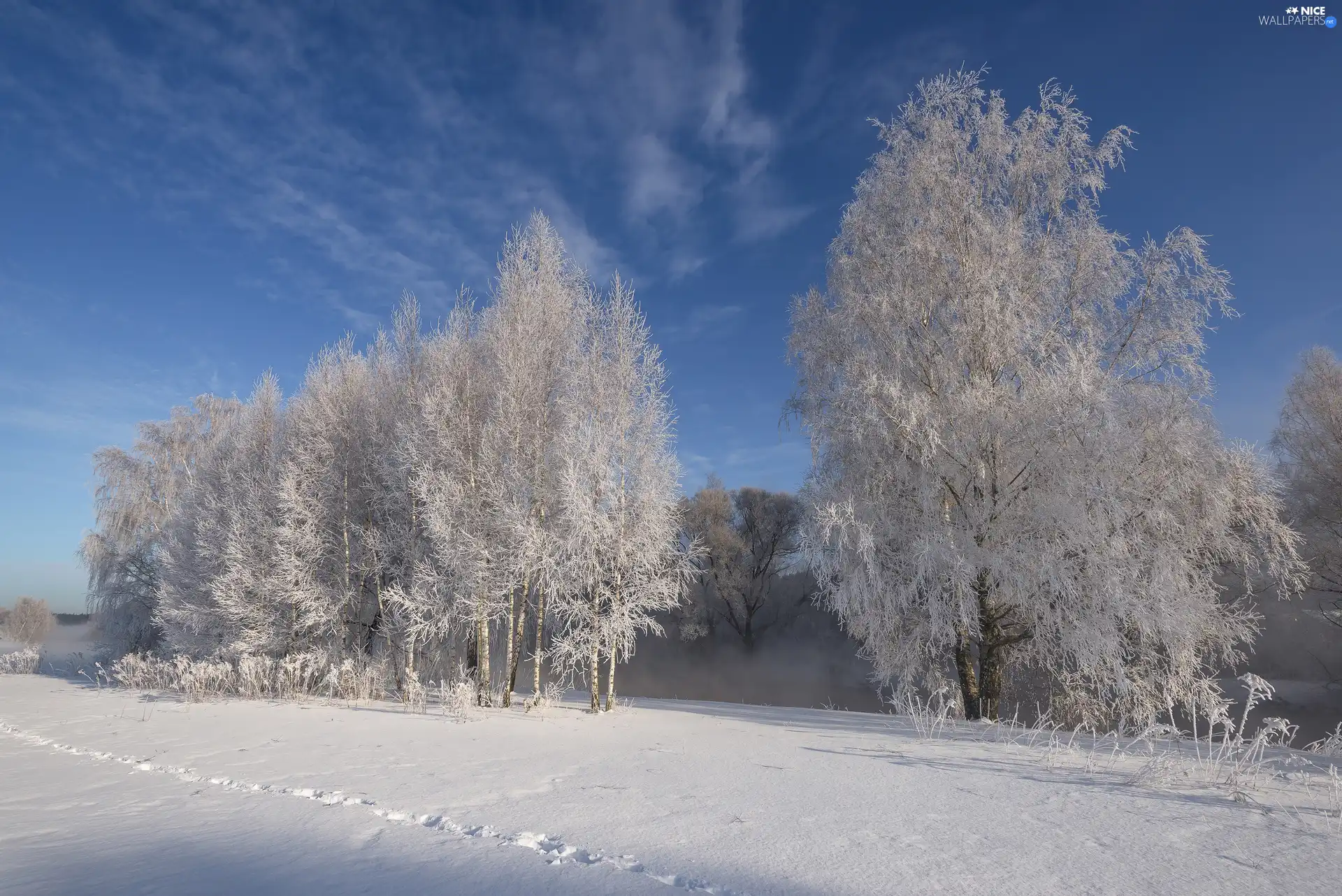 Bush, viewes, ligh, winter, morning, Fog, sun, flash, luminosity, snow, trees, frosty, Sky, traces