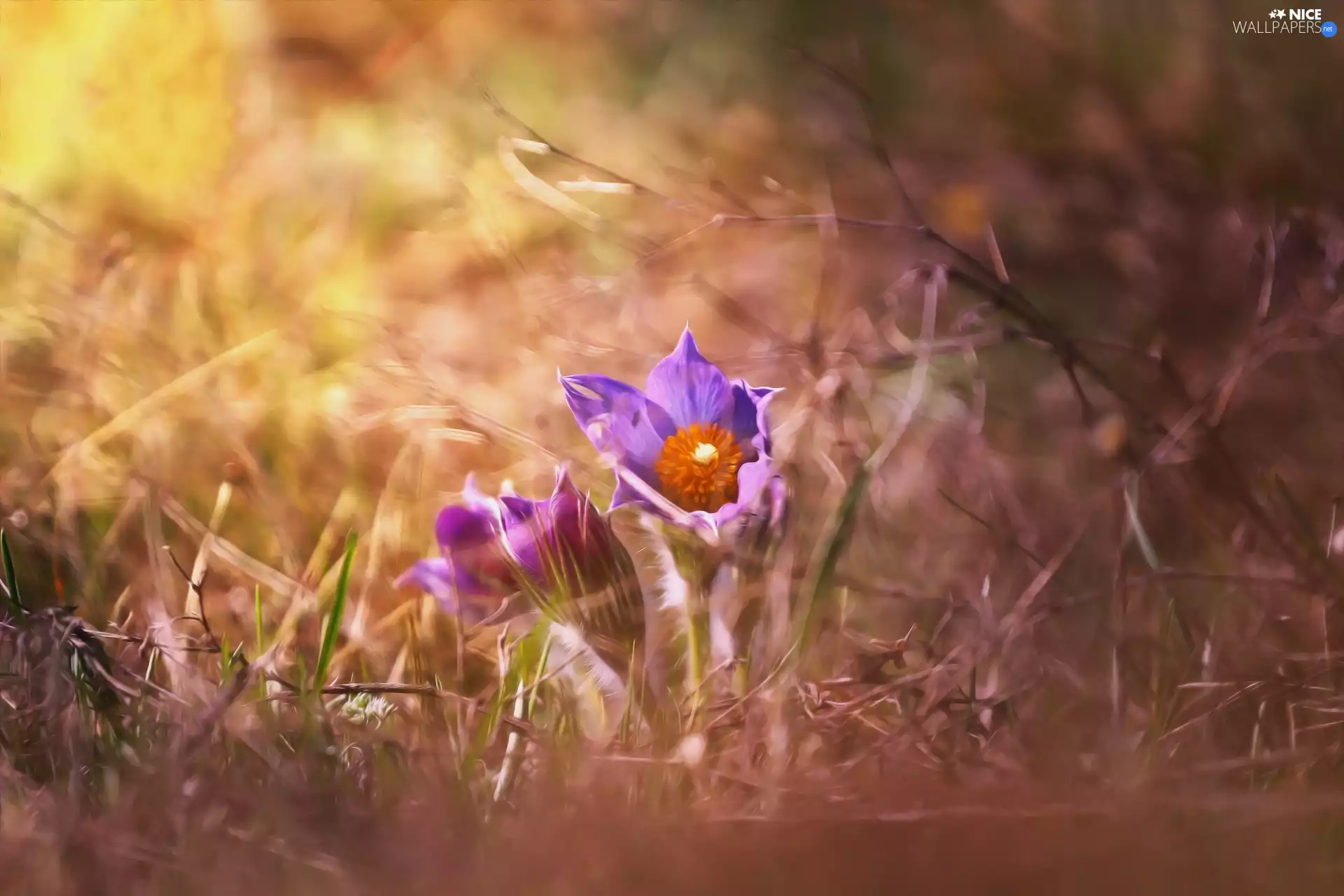 ligh, Flowers, flash, luminosity, sun, pasque