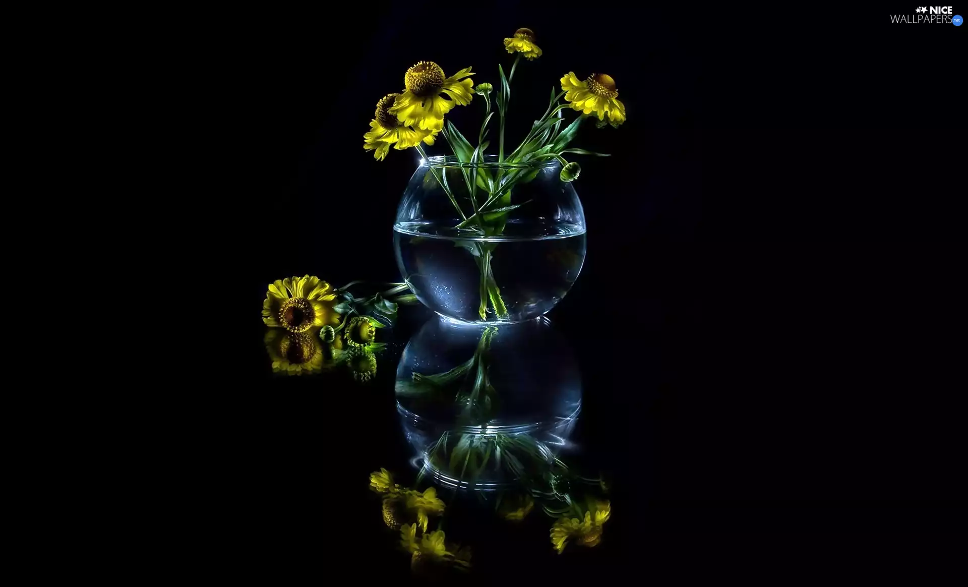 ligh, sun, reflection, flash, Vase, Flowers, Yellow, luminosity