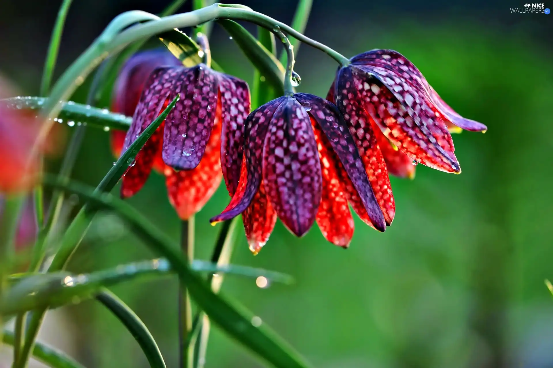 flash, ligh, drops, sun, Fritillaria meleagris, luminosity, dew