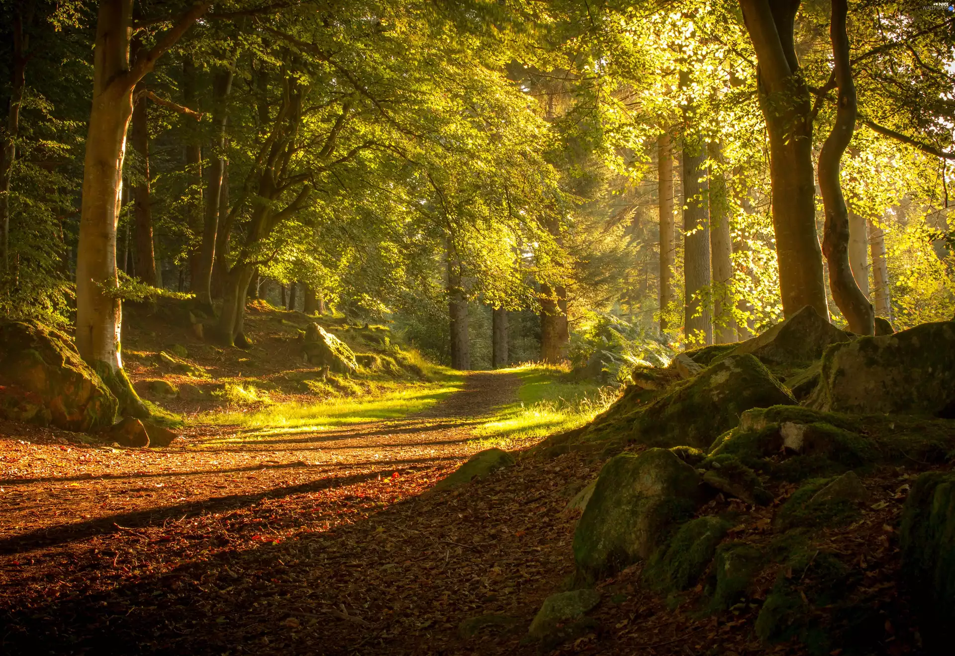 Way, forest, Przebijające, Stones, sun, Scotland, luminosity, viewes, trees, flash, ligh