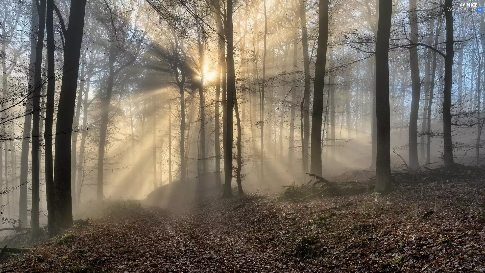 Fog, forest, Przebijające, autumn, sun, sunny, luminosity, viewes, trees, flash, ligh