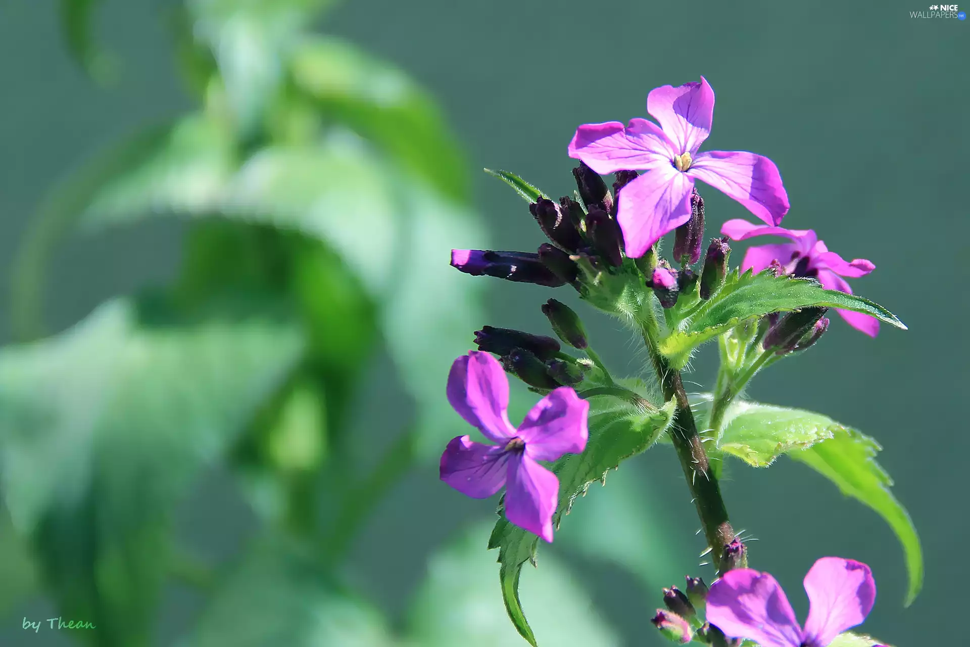 Lunaria, Violet, flower