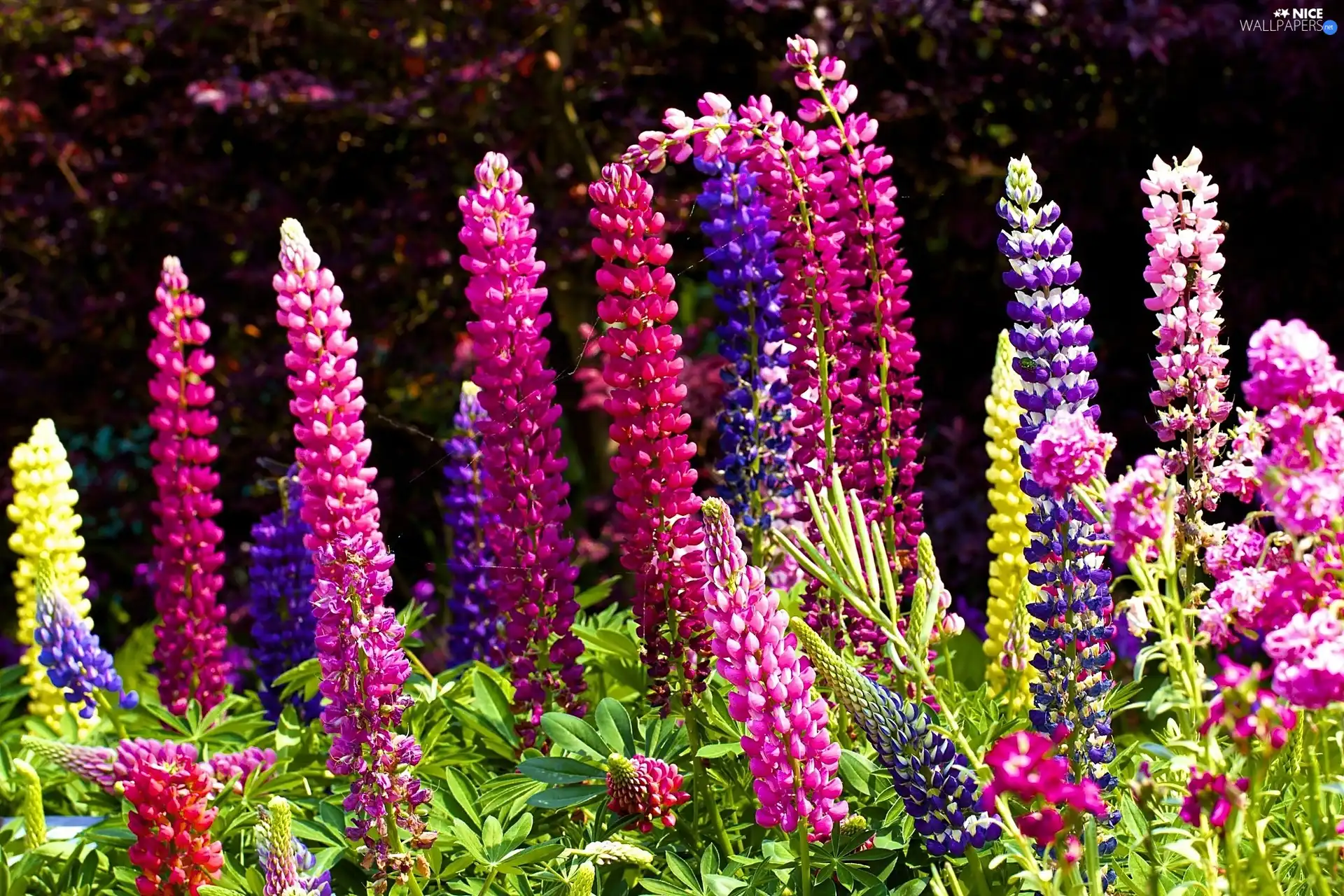 color, lupine