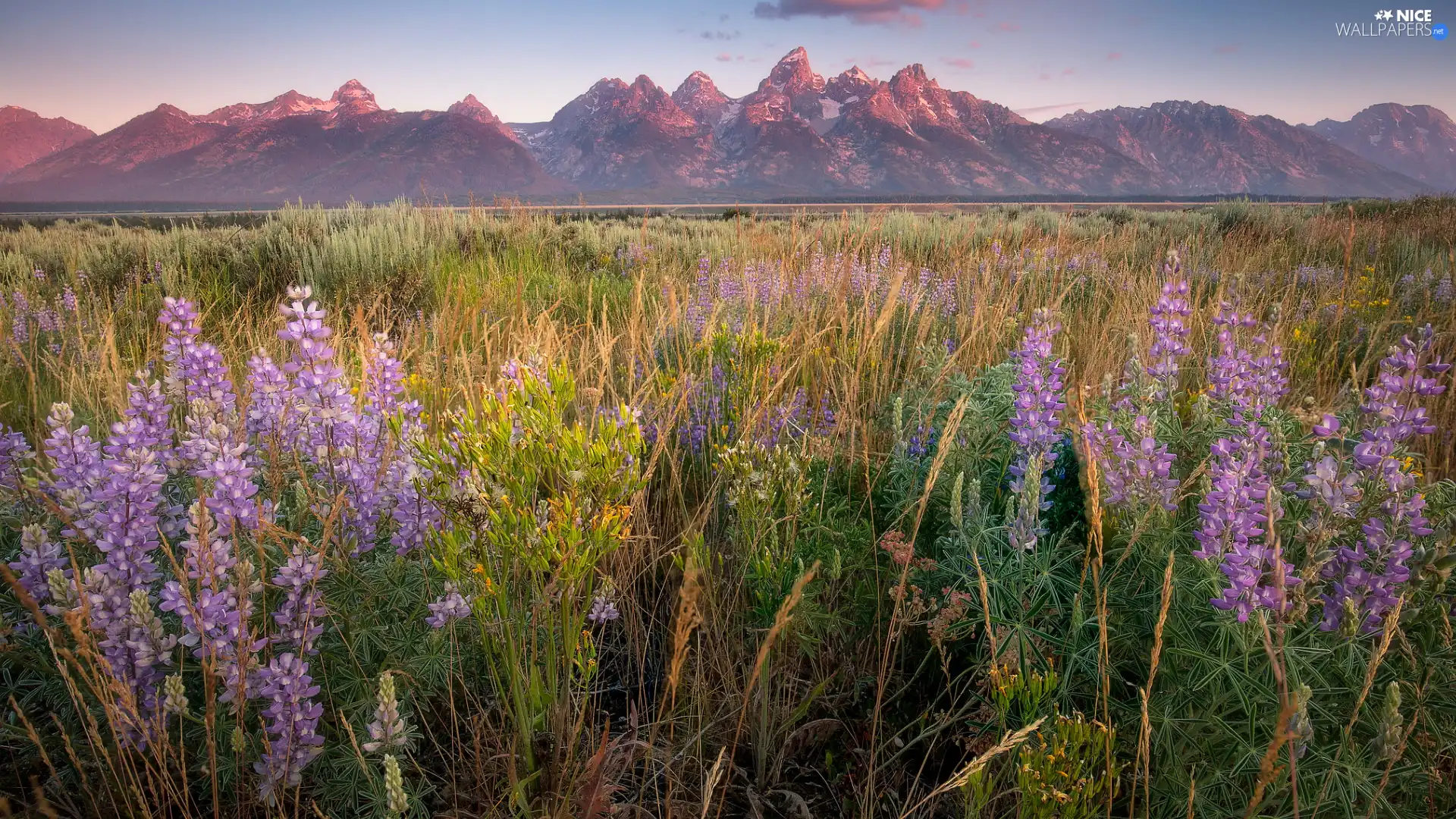 Flowers, lupine, Meadow, grass, Mountains