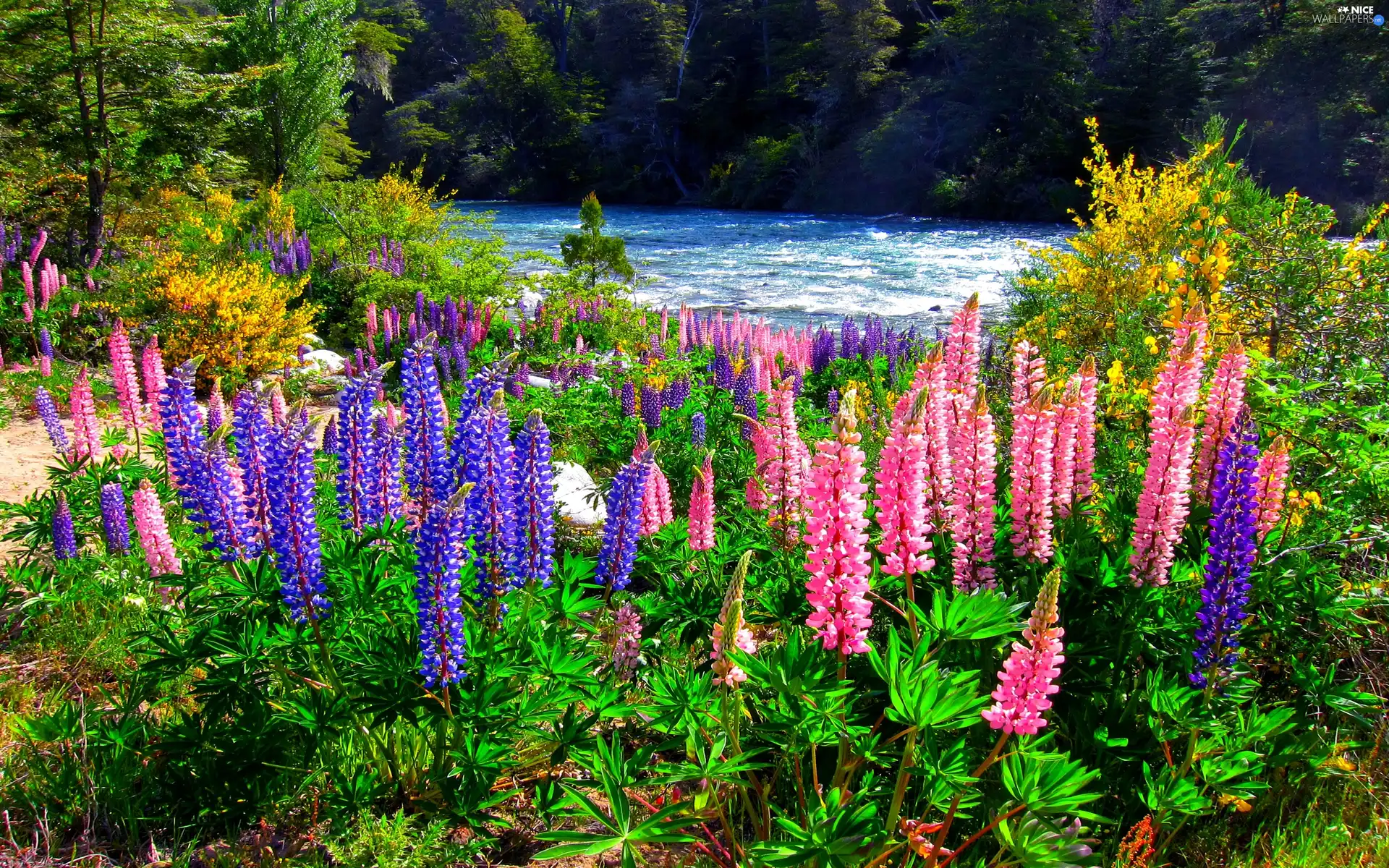 lupine, forest, River