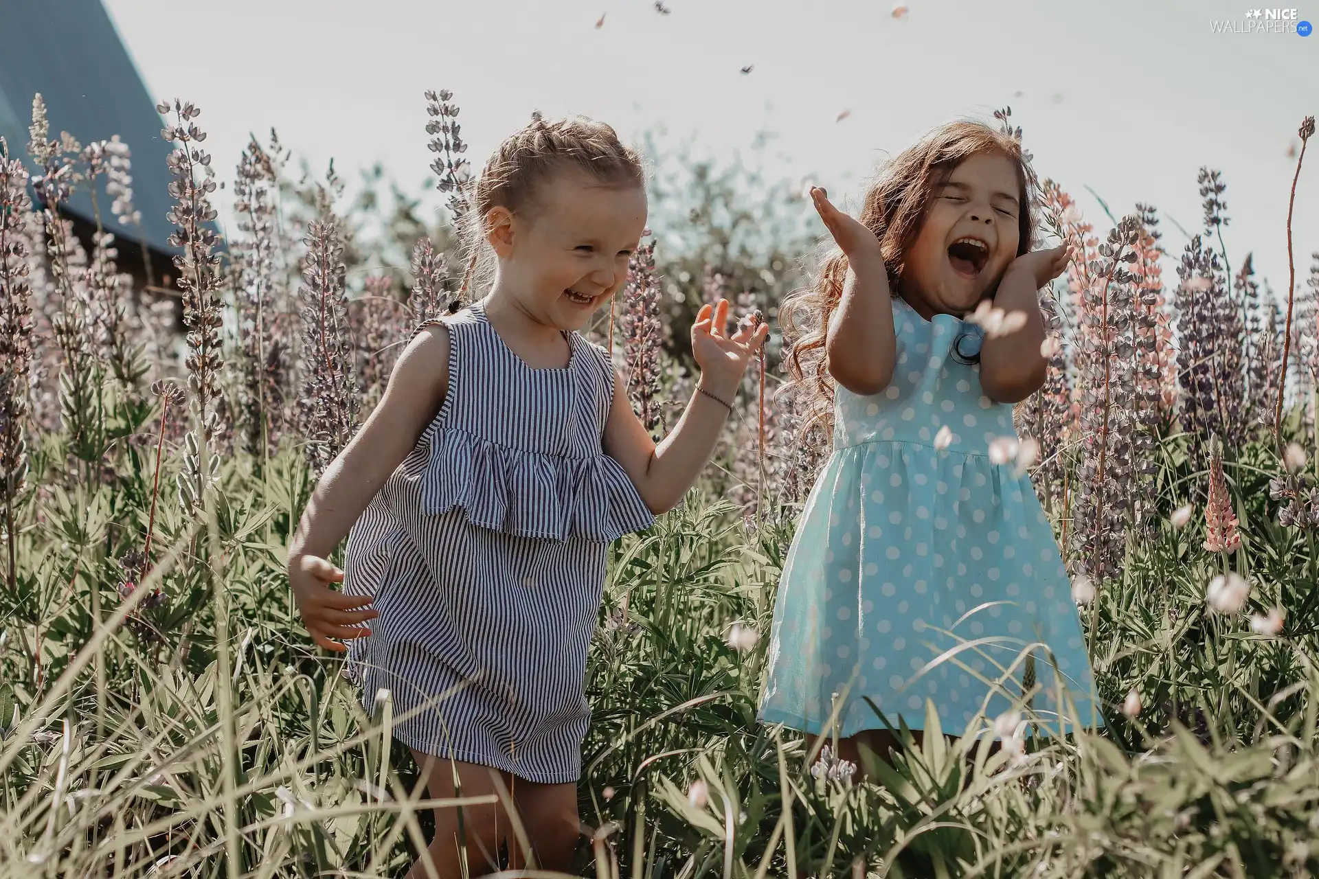 Meadow, lupine, Smile, joy, girls
