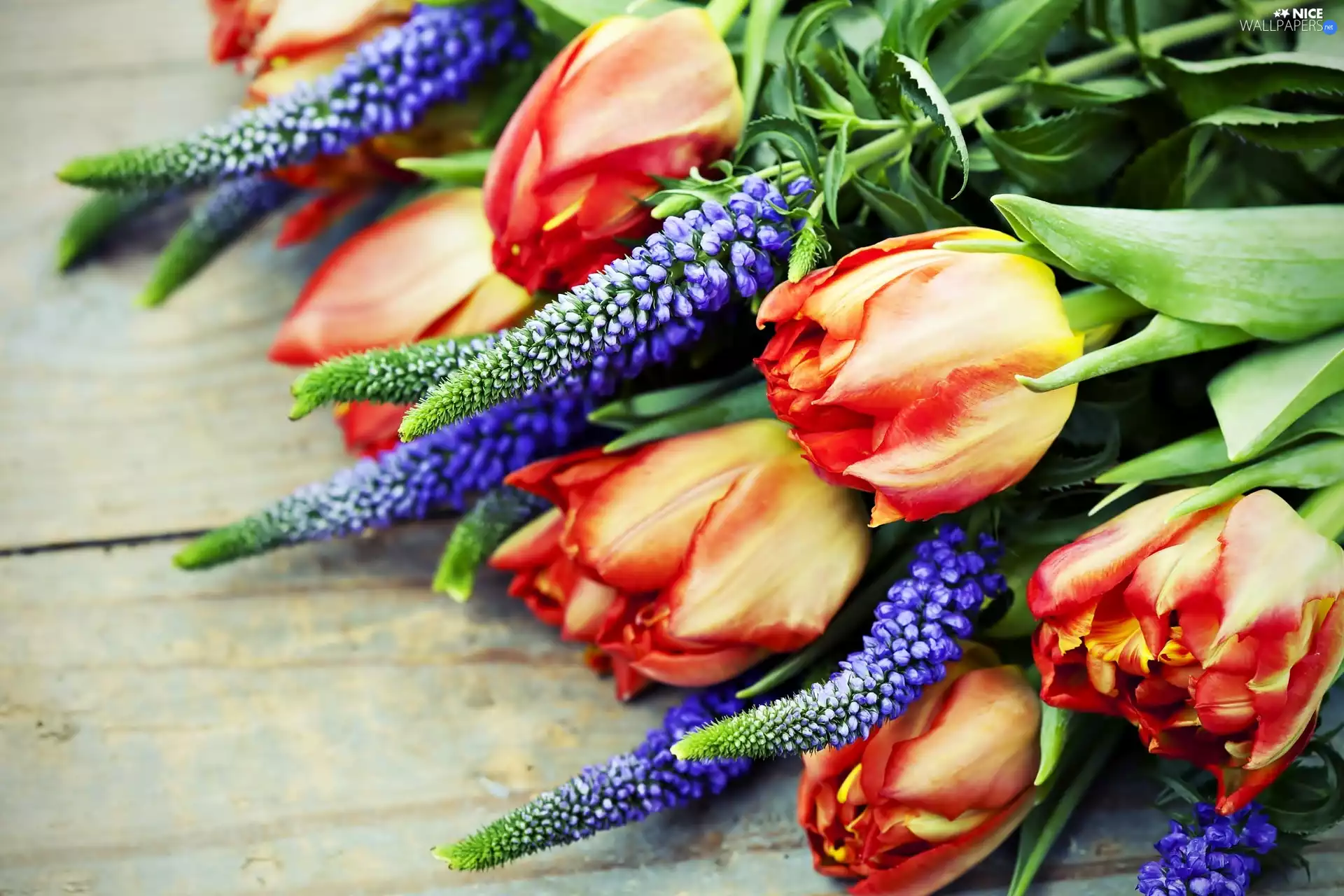 lupine, Flowers, Tulips