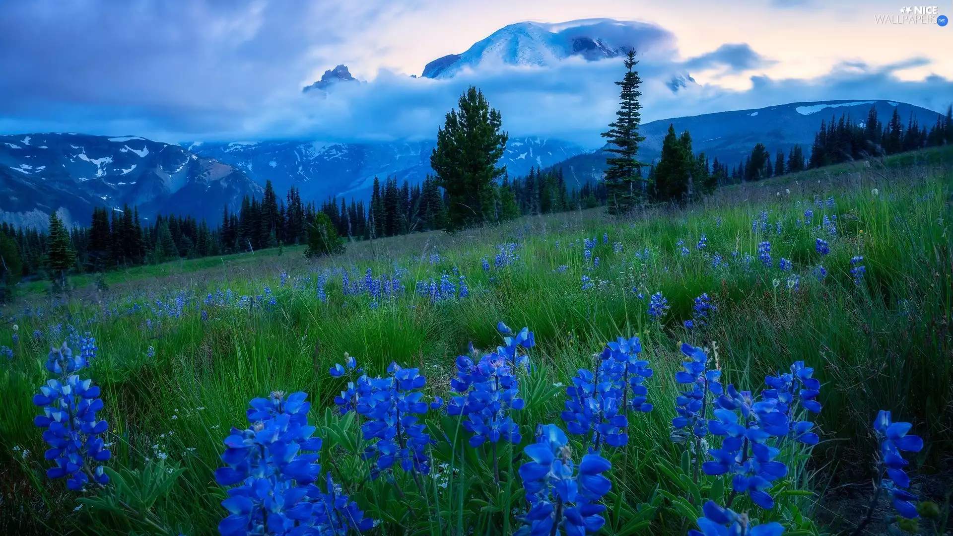 Mountains, Flowers, viewes, lupine, Meadow, trees, Fog