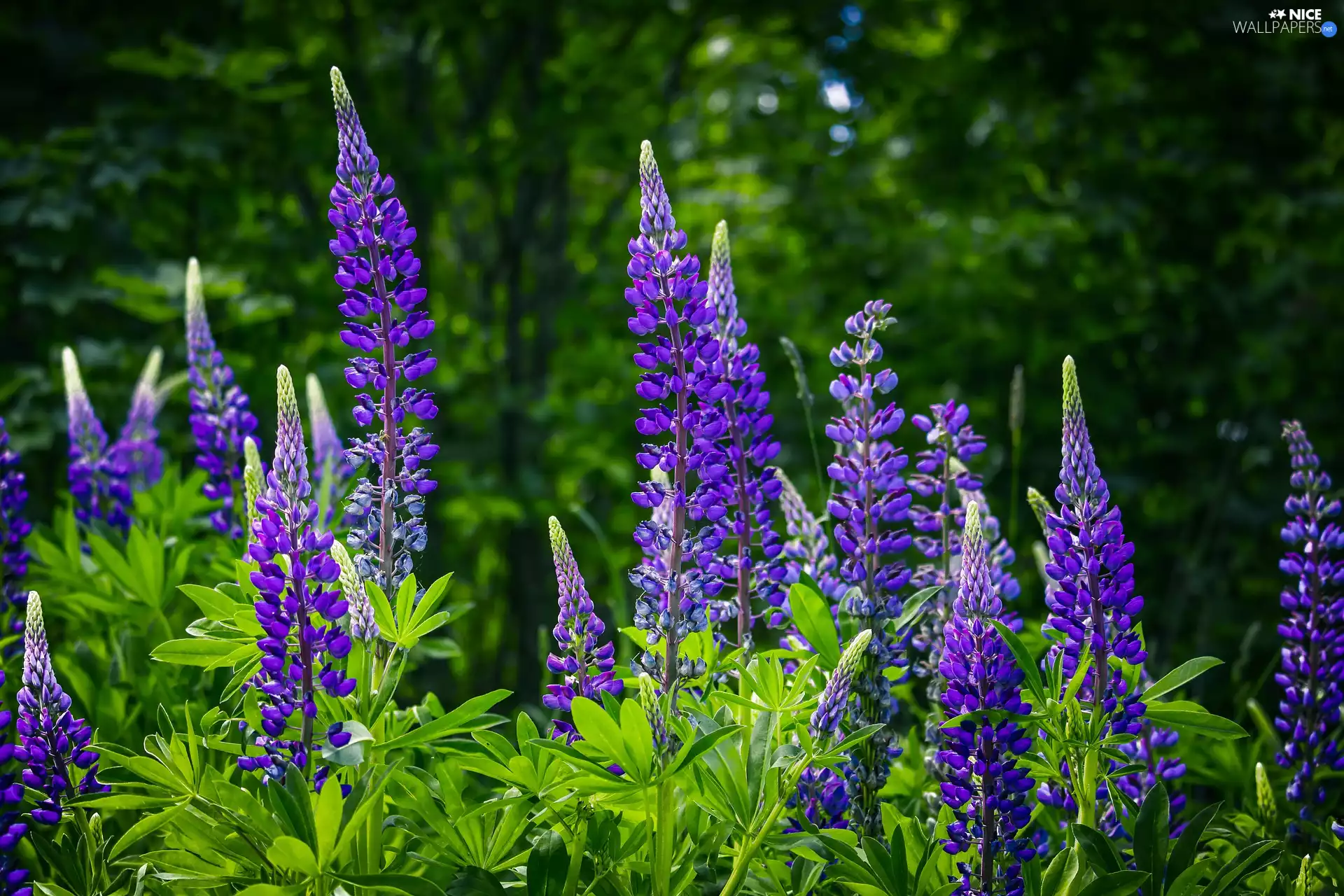 lupine, Flowers, Violet