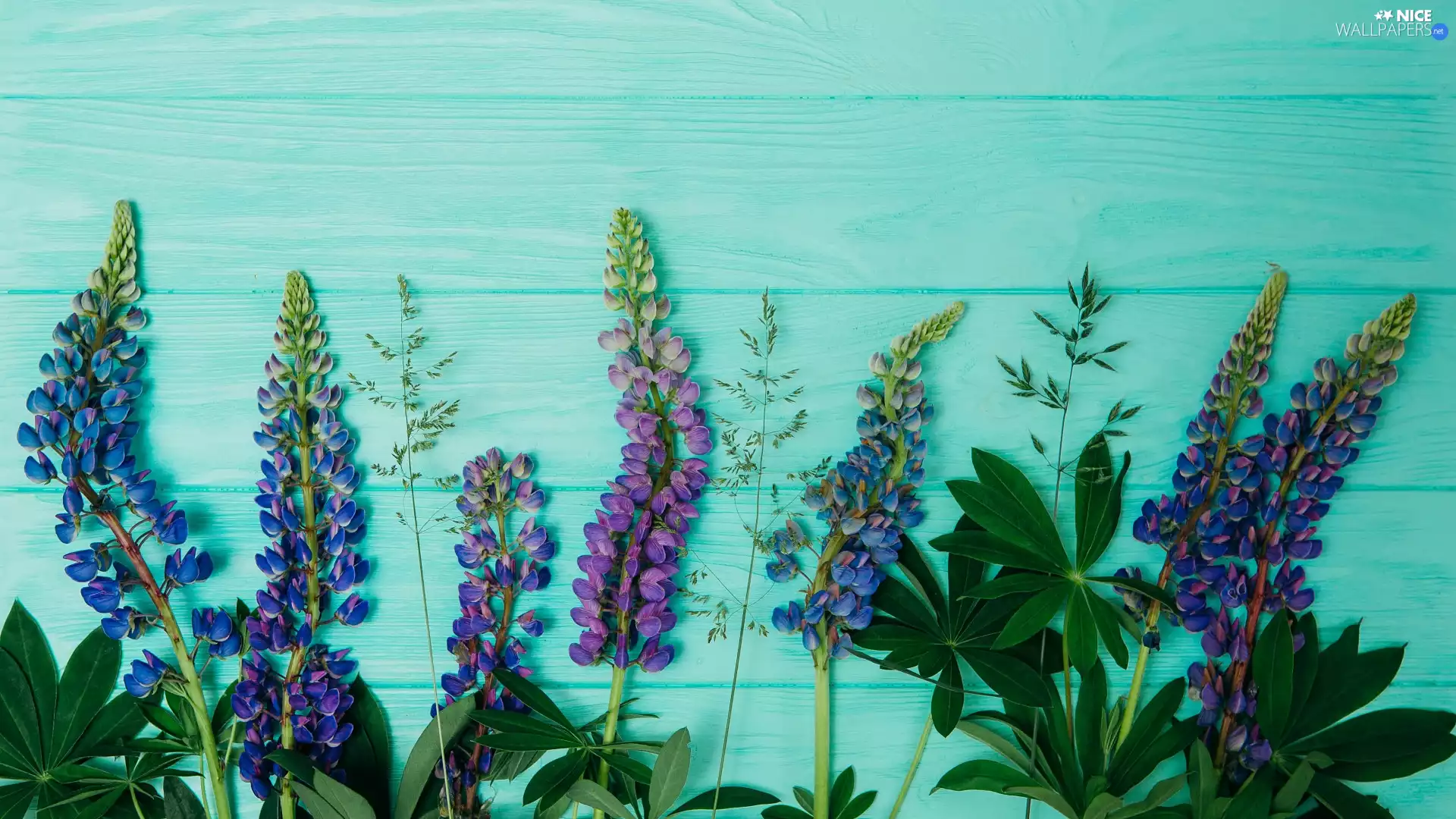 green ones, boarding, lupins, Leaf, color
