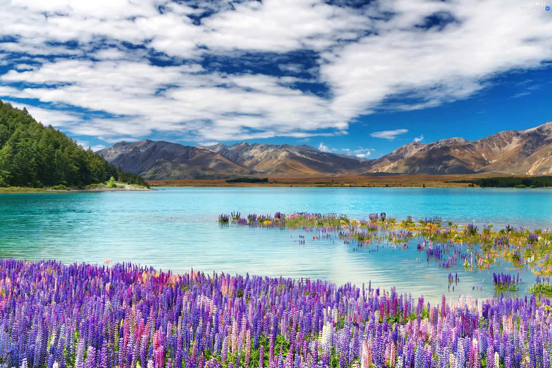 Mountains, flourishing, lupins, lake