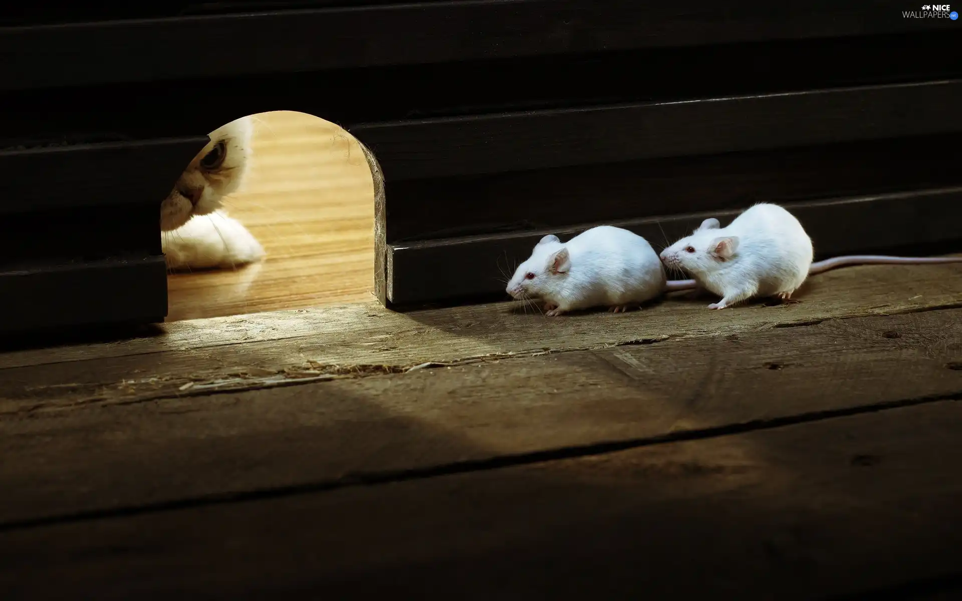 lurking, cat, mouse, hole, Two