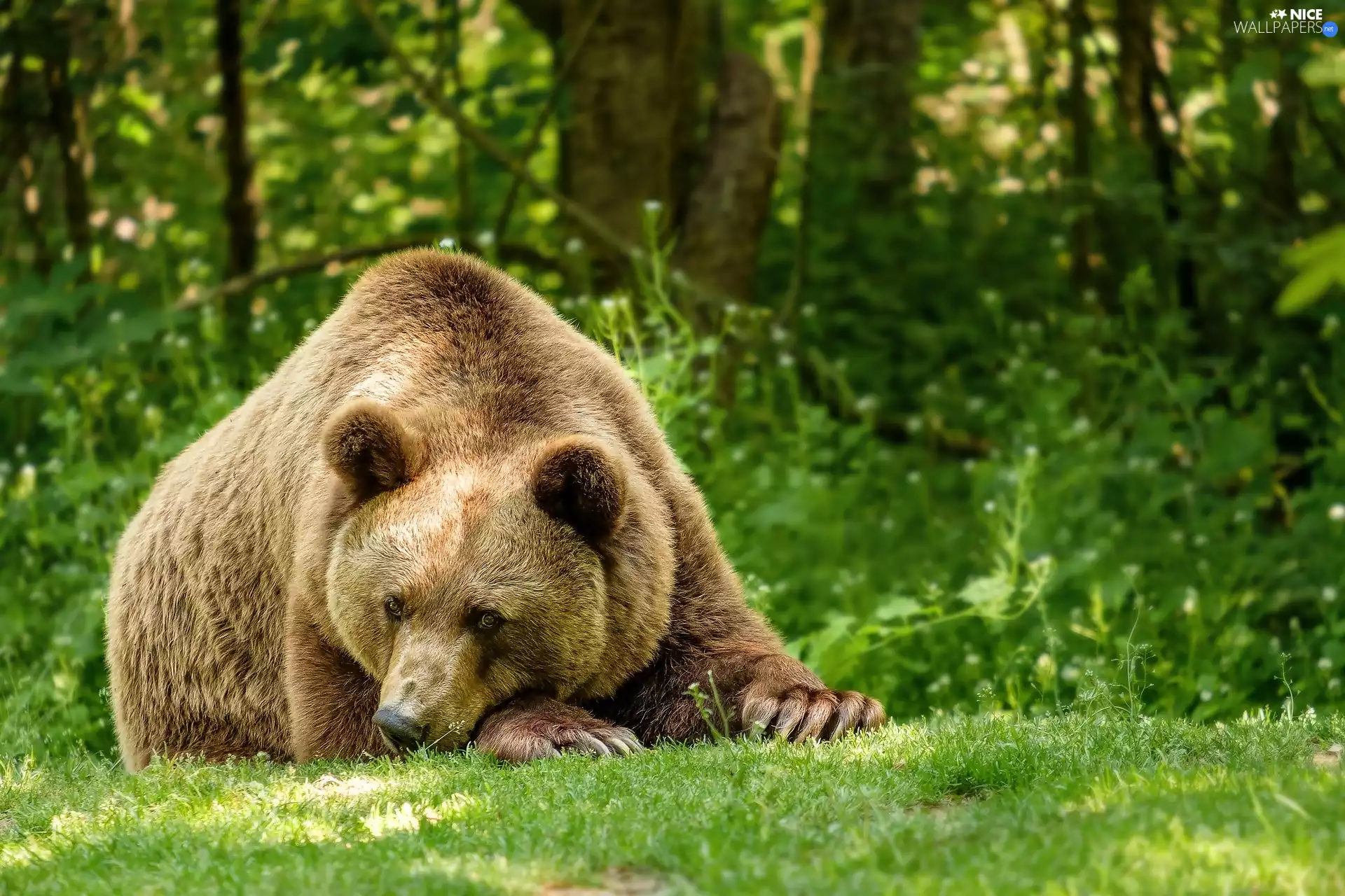 lying, Brown bear