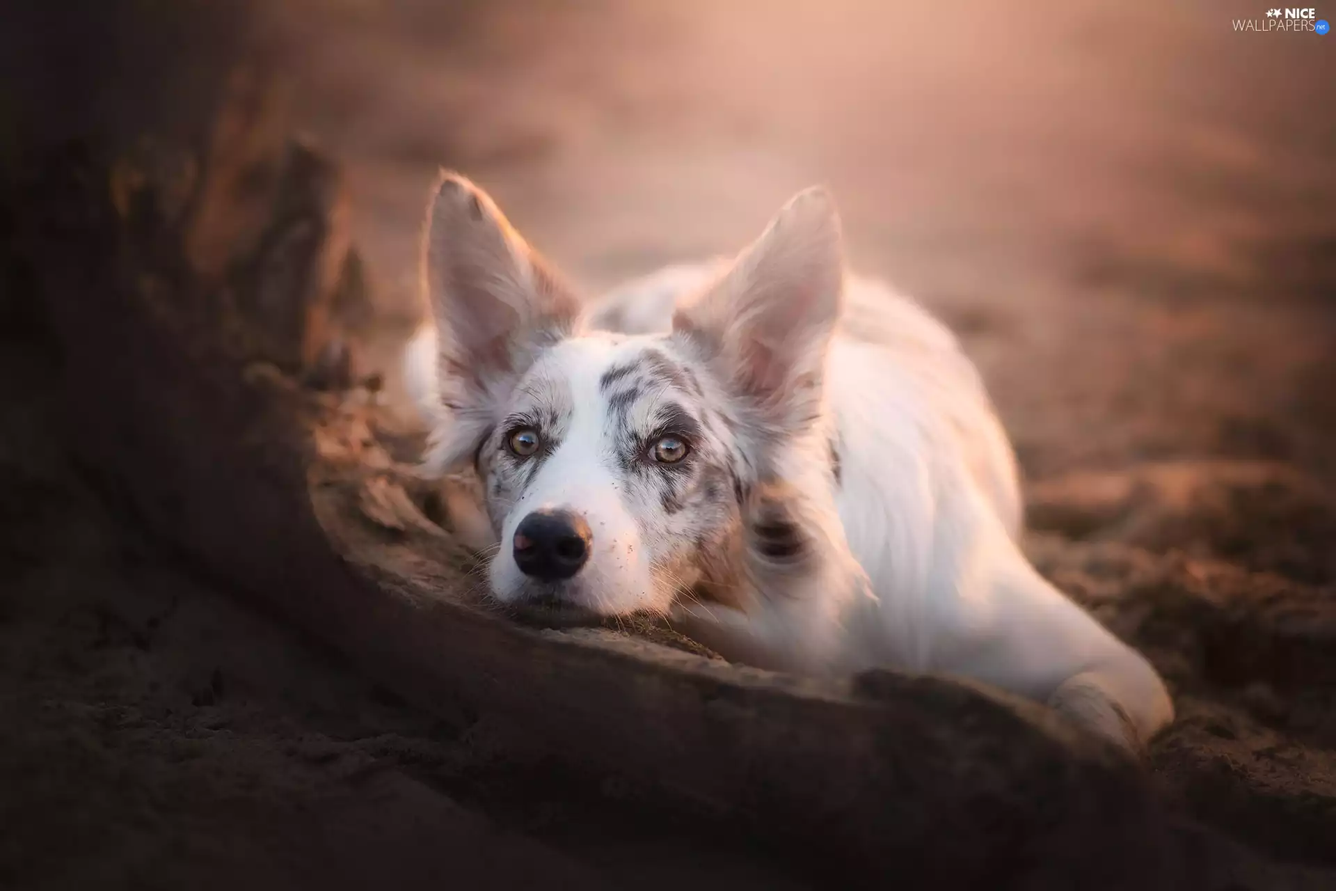 lying, Border Collie