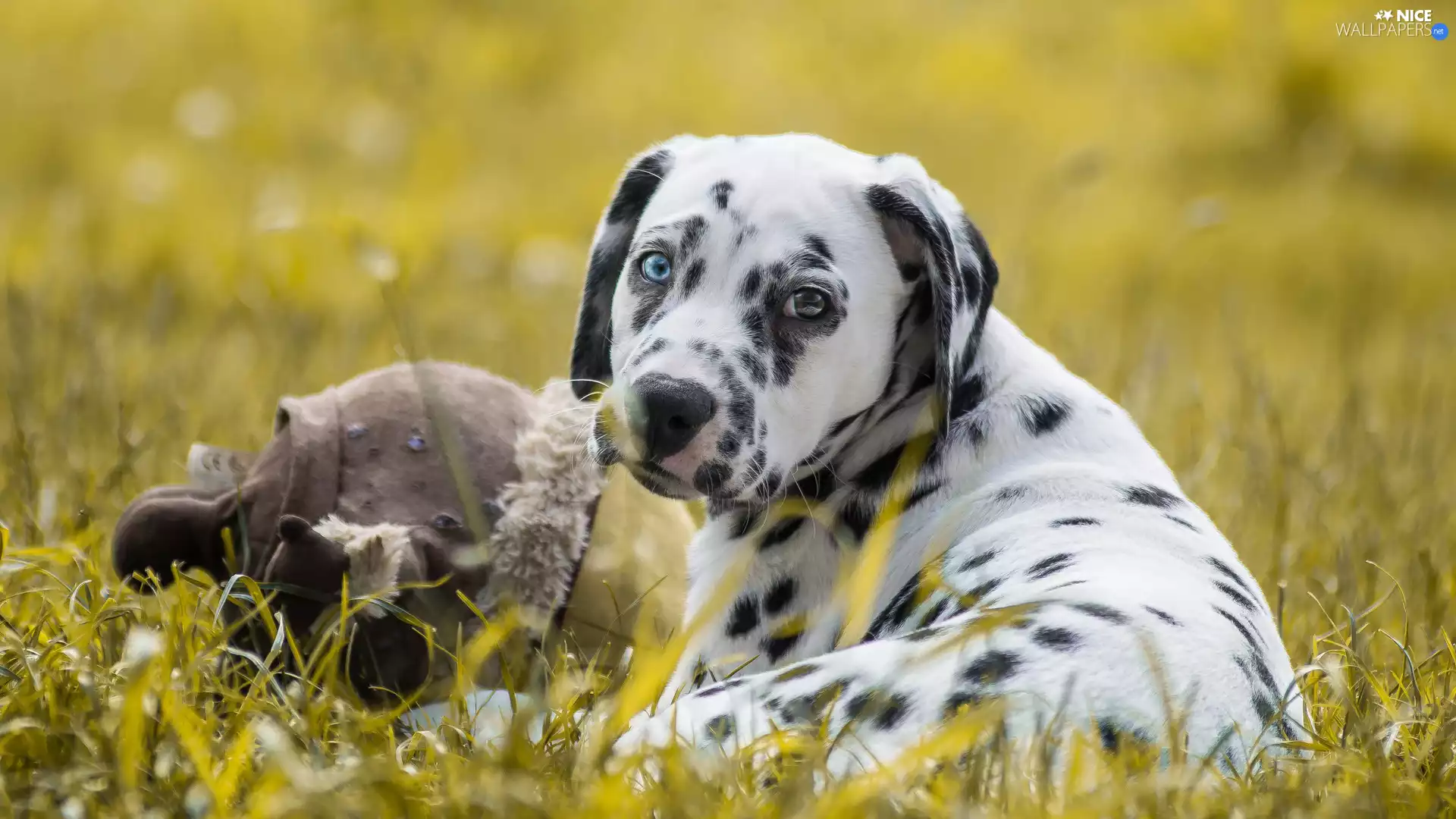 dog, Dalmatian, grass, lying