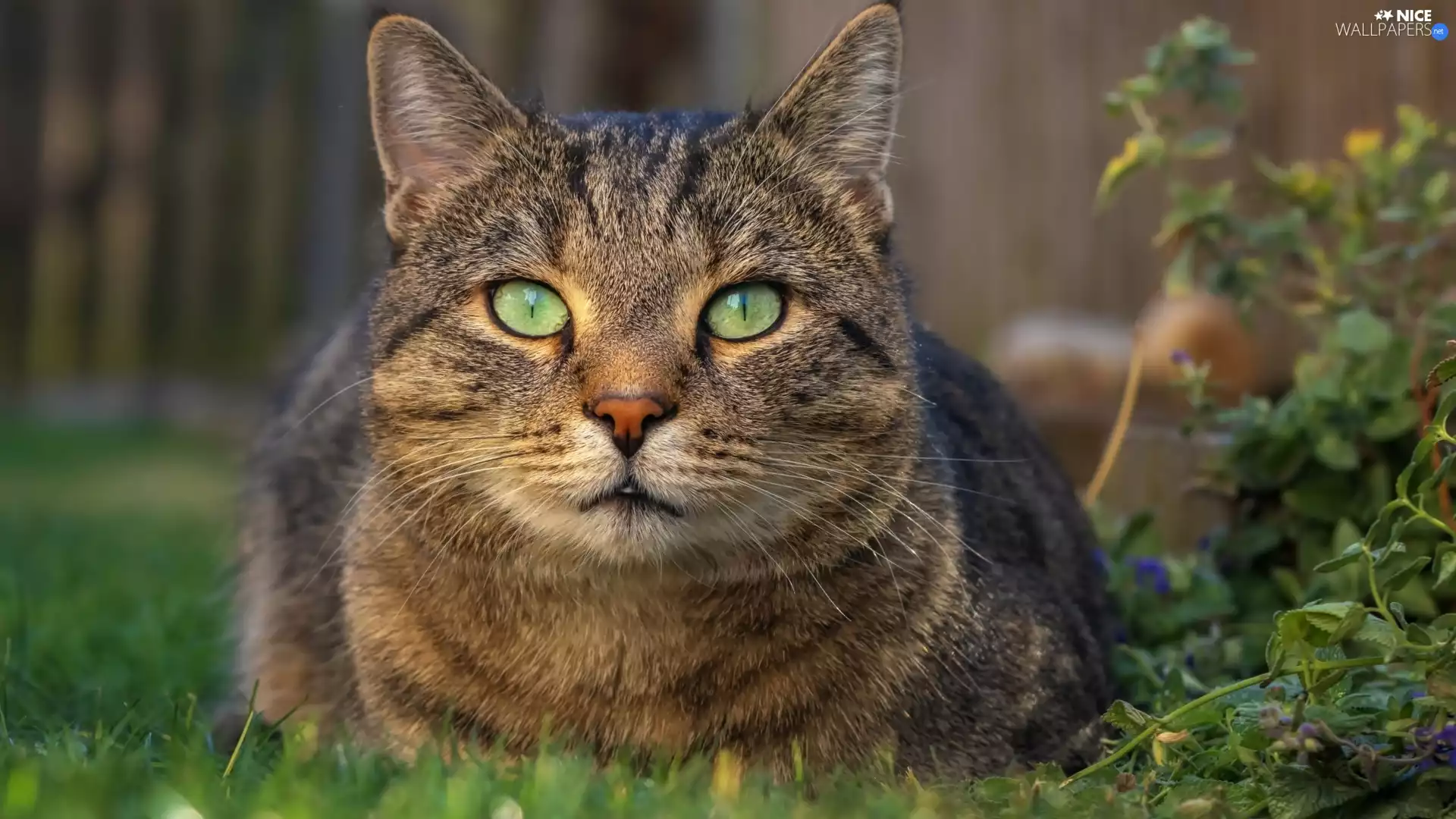 green ones, Eyes, lying, cat, dun