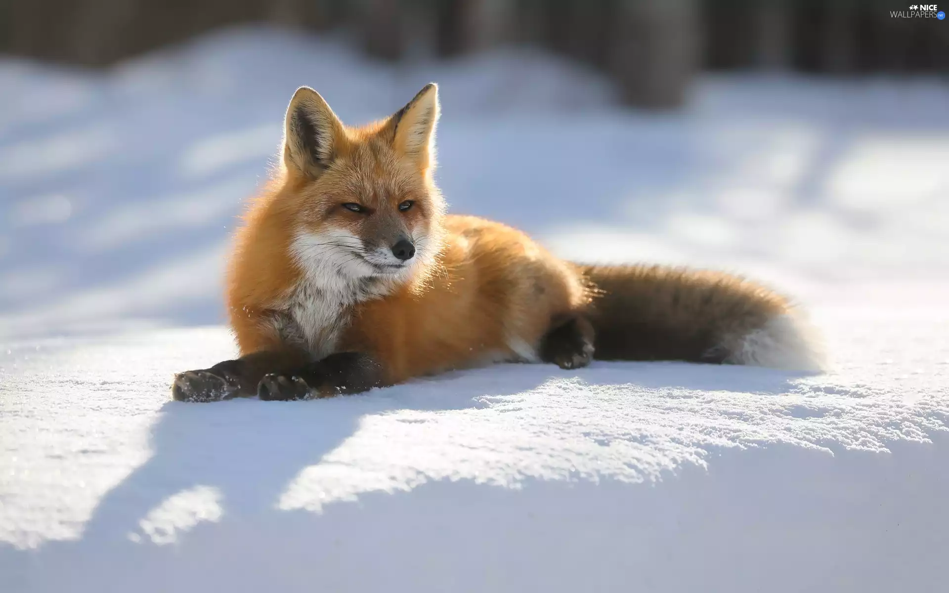 ginger, Fox, snow, lying