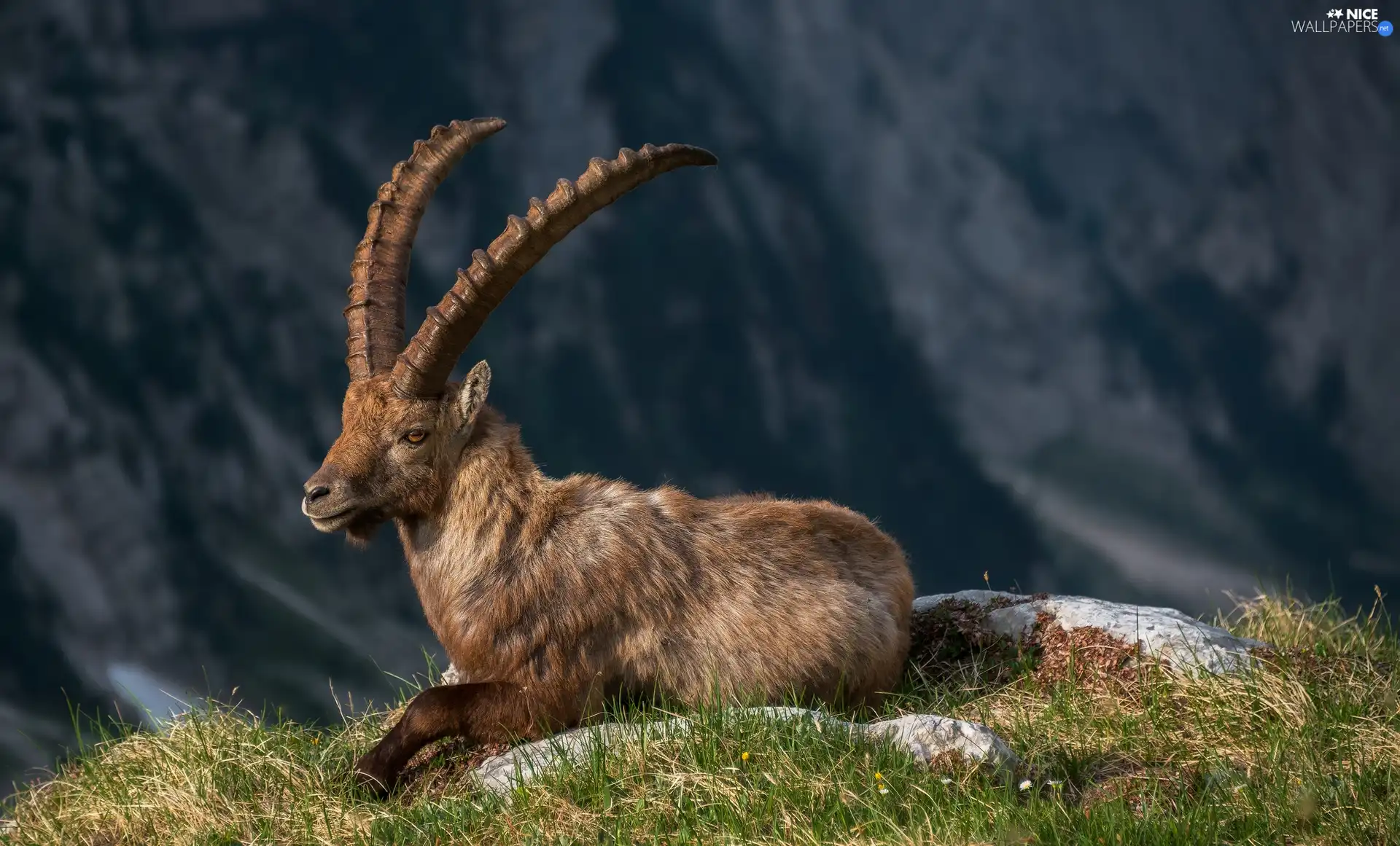 lying, ibex