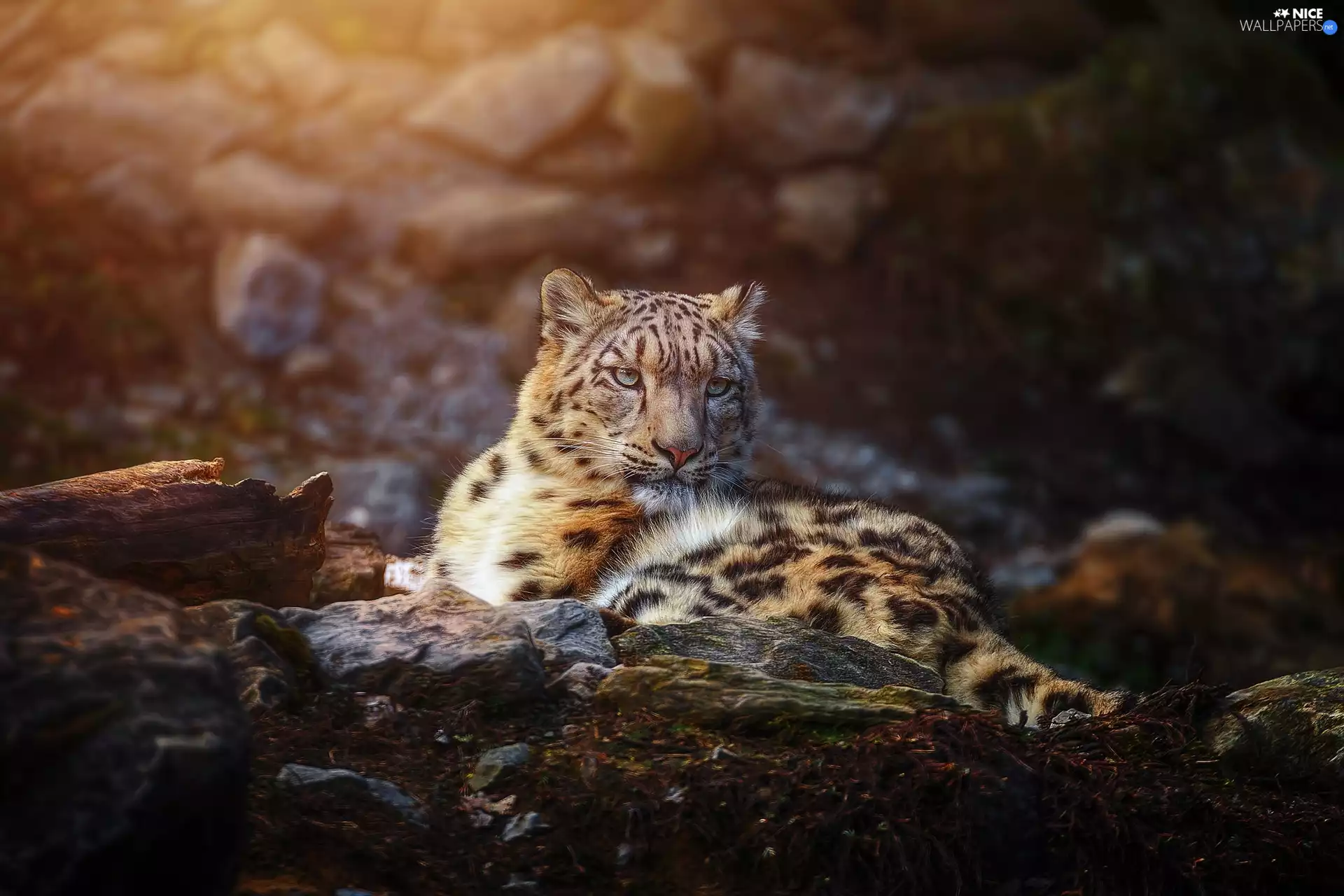 lying, snow leopard
