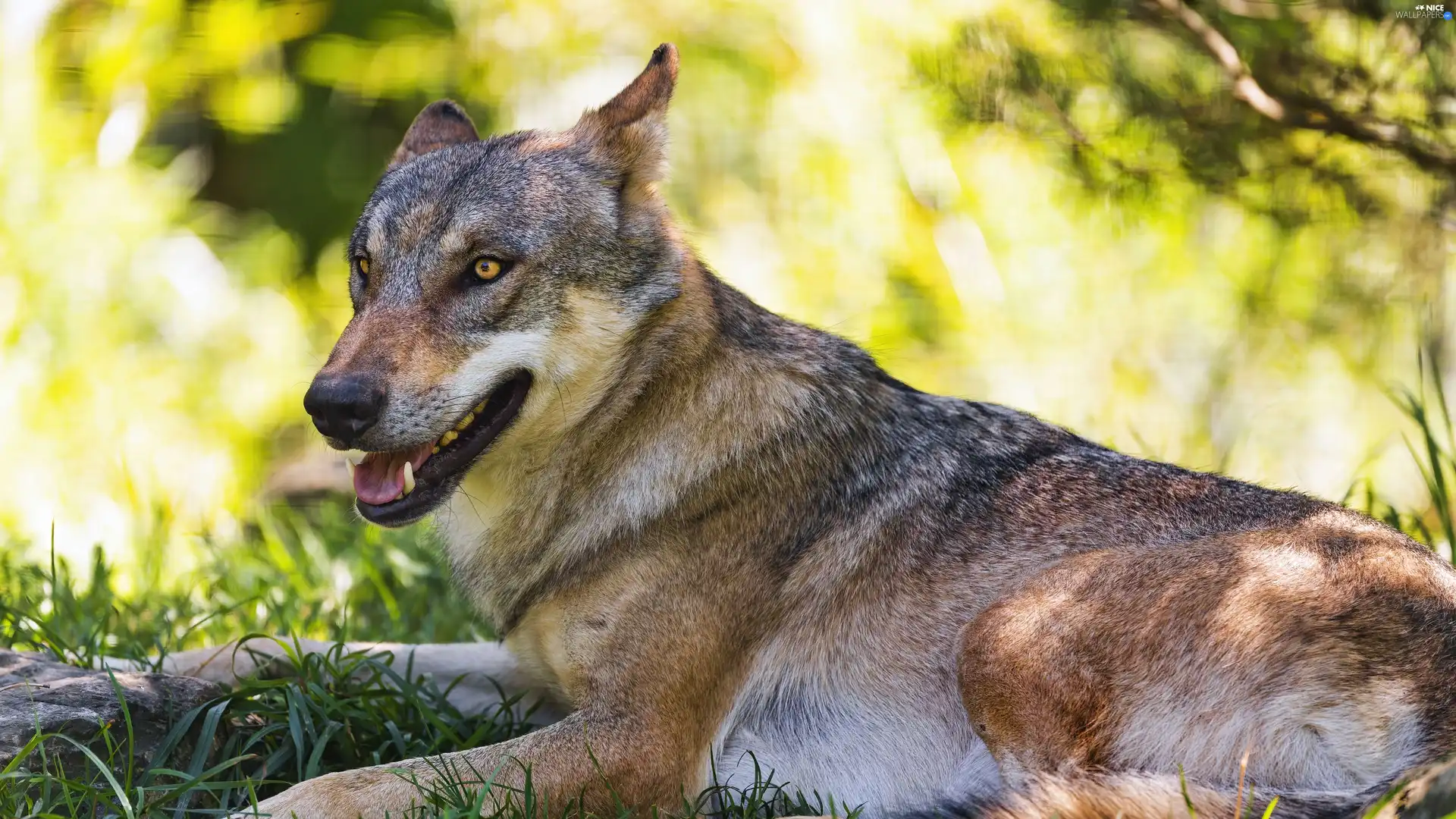 lying, Wolf