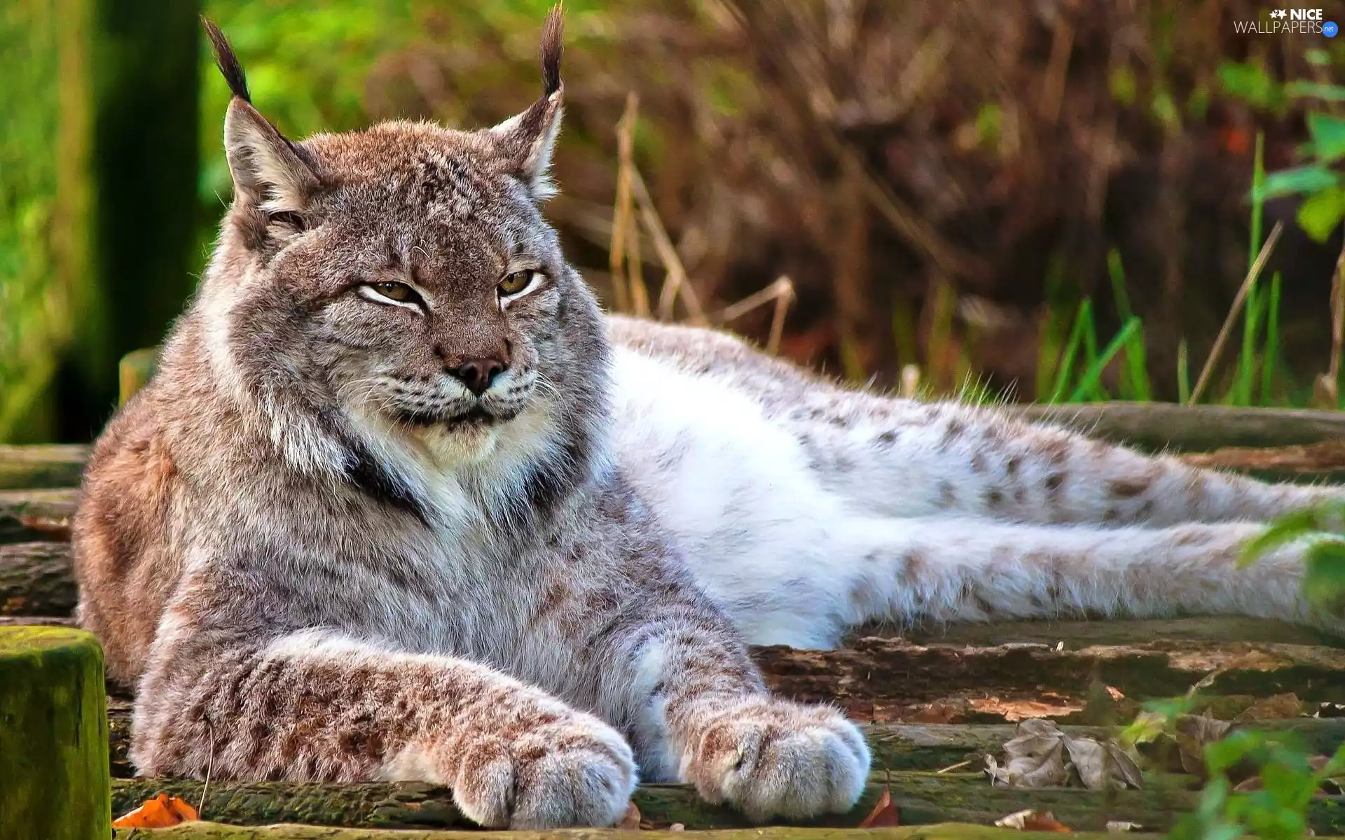 Lynx
