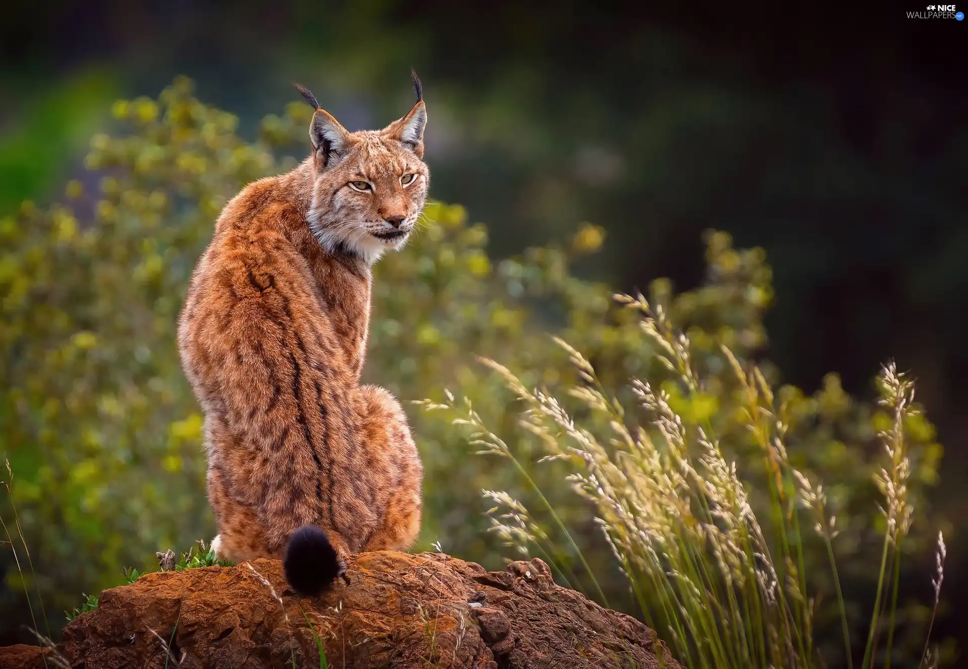 ginger, Rocks, grass, Lynx