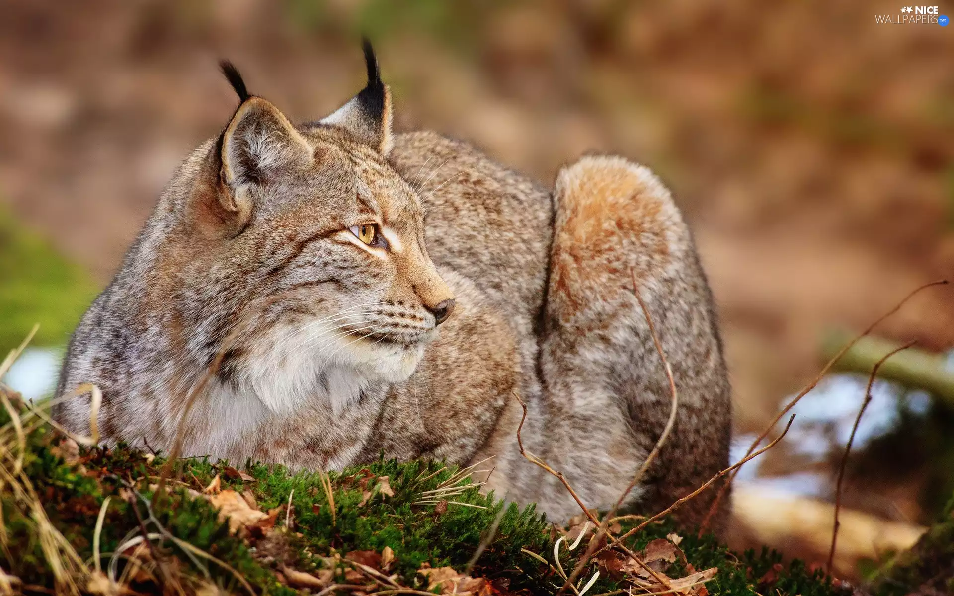 Lynx, grass