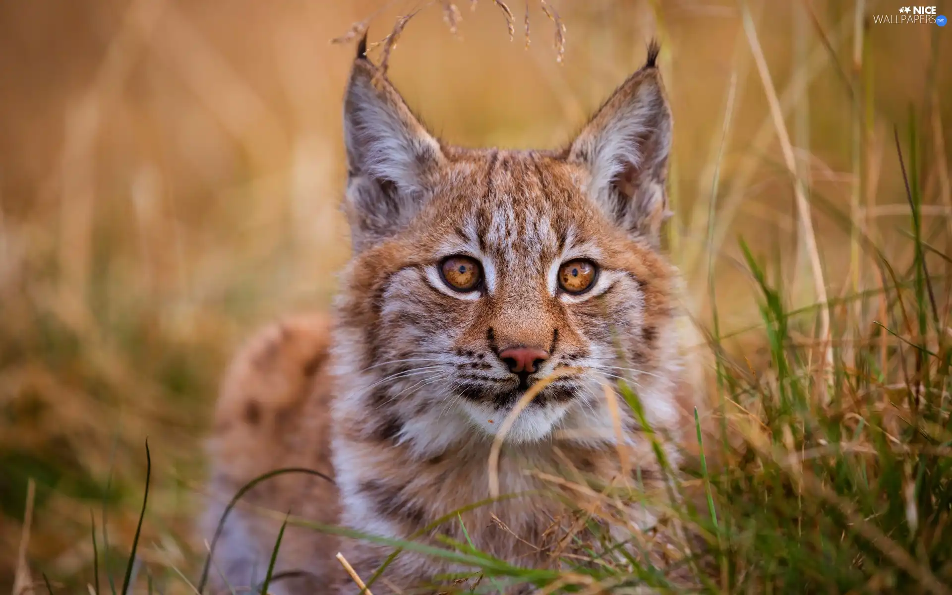 Lynx, grass