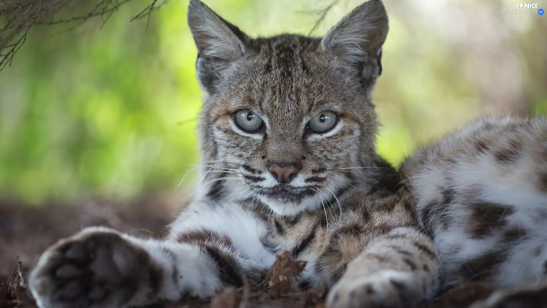 Lynx, young, lying