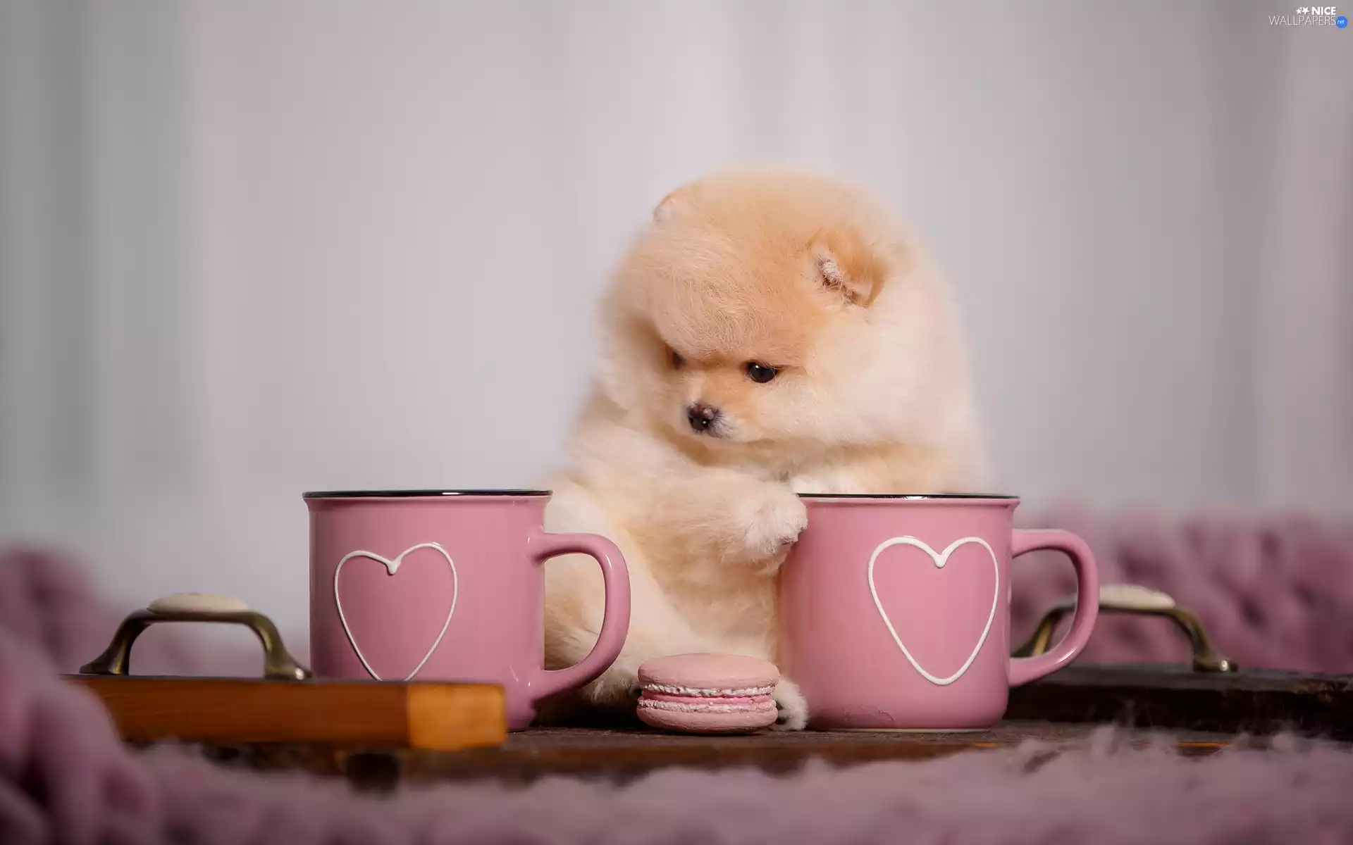 Pink, Puppy, cook, dog, Toy Spitz, cups, Macaroon