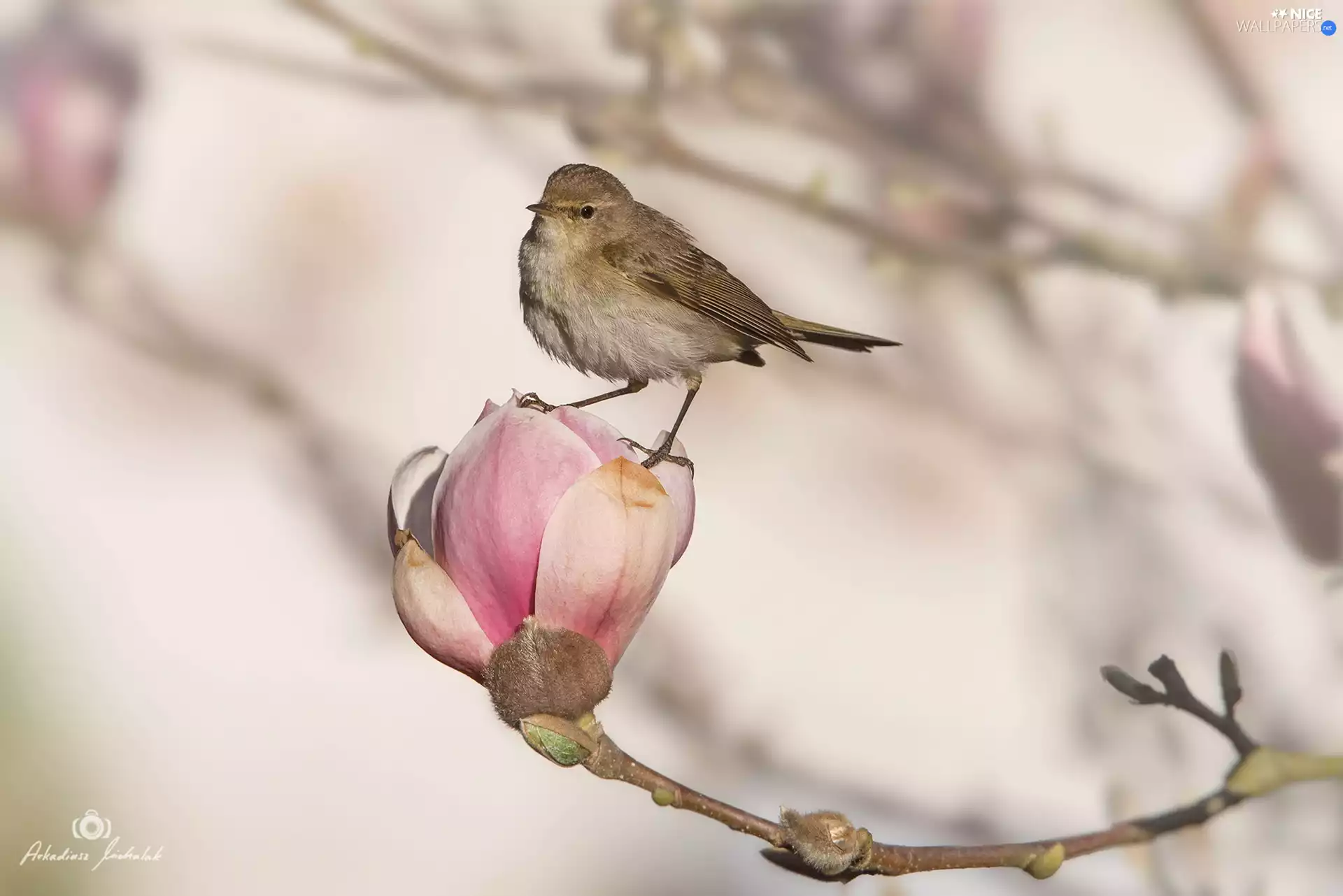 Bird, Magnolia, bud, Colourfull Flowers