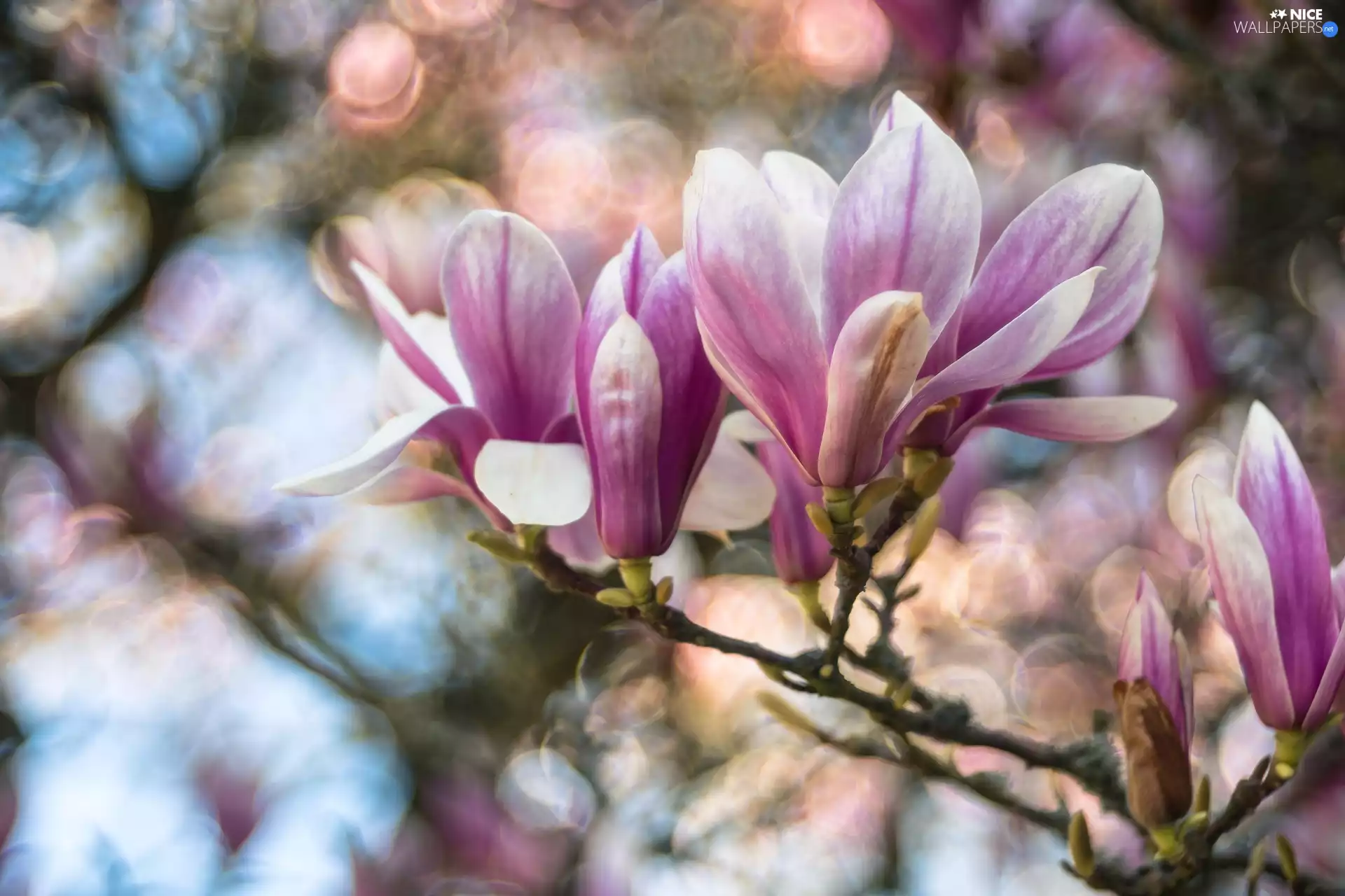 Magnolia, branch, Flowers