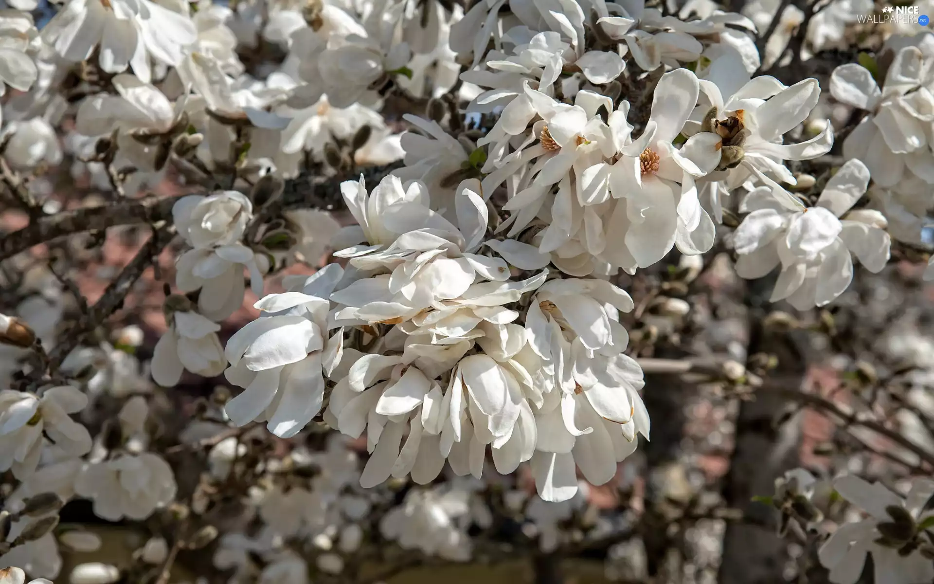 Flowers, White, Flowers, Magnolia
