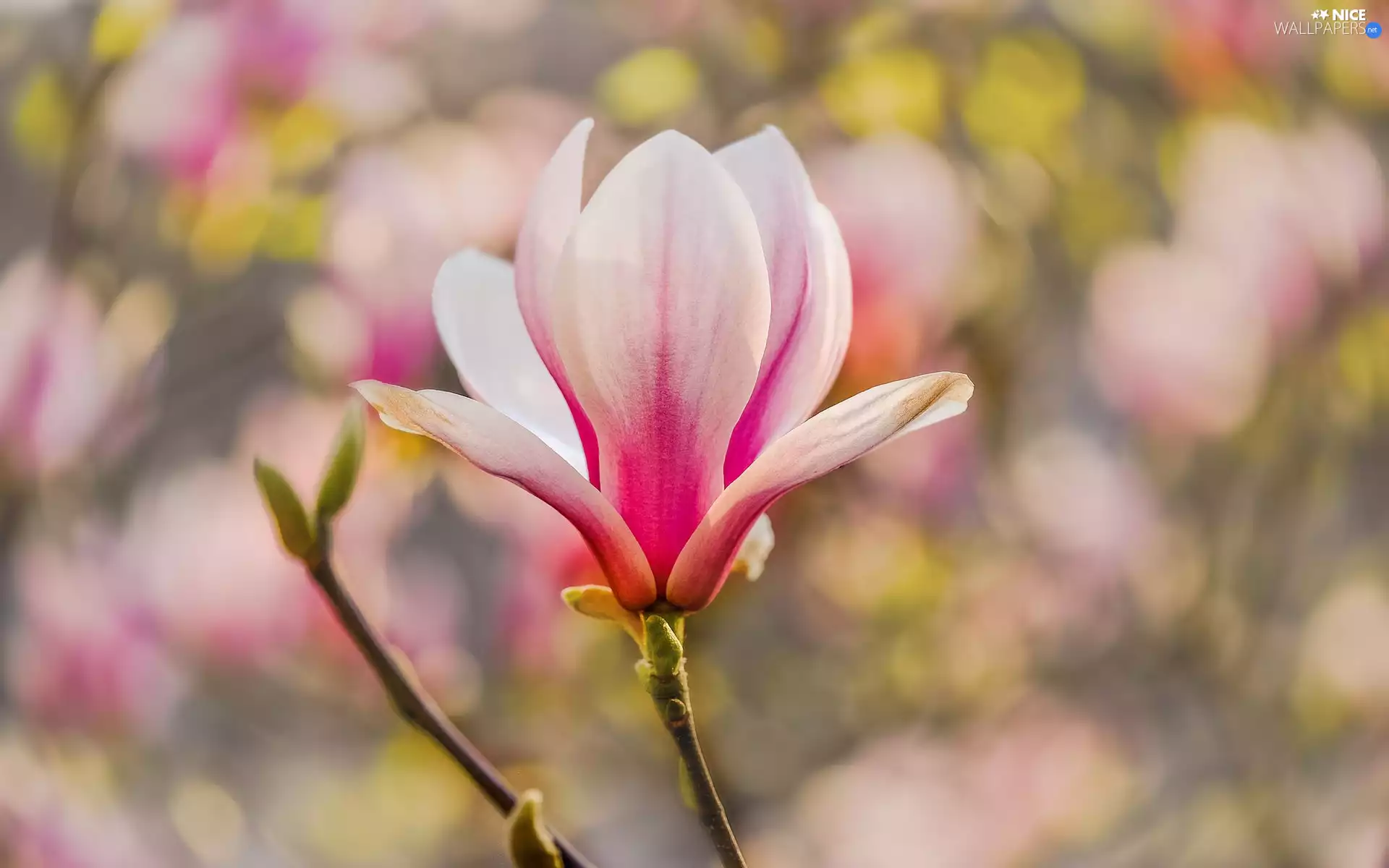 twig, Pale pink, Magnolia, Colourfull Flowers