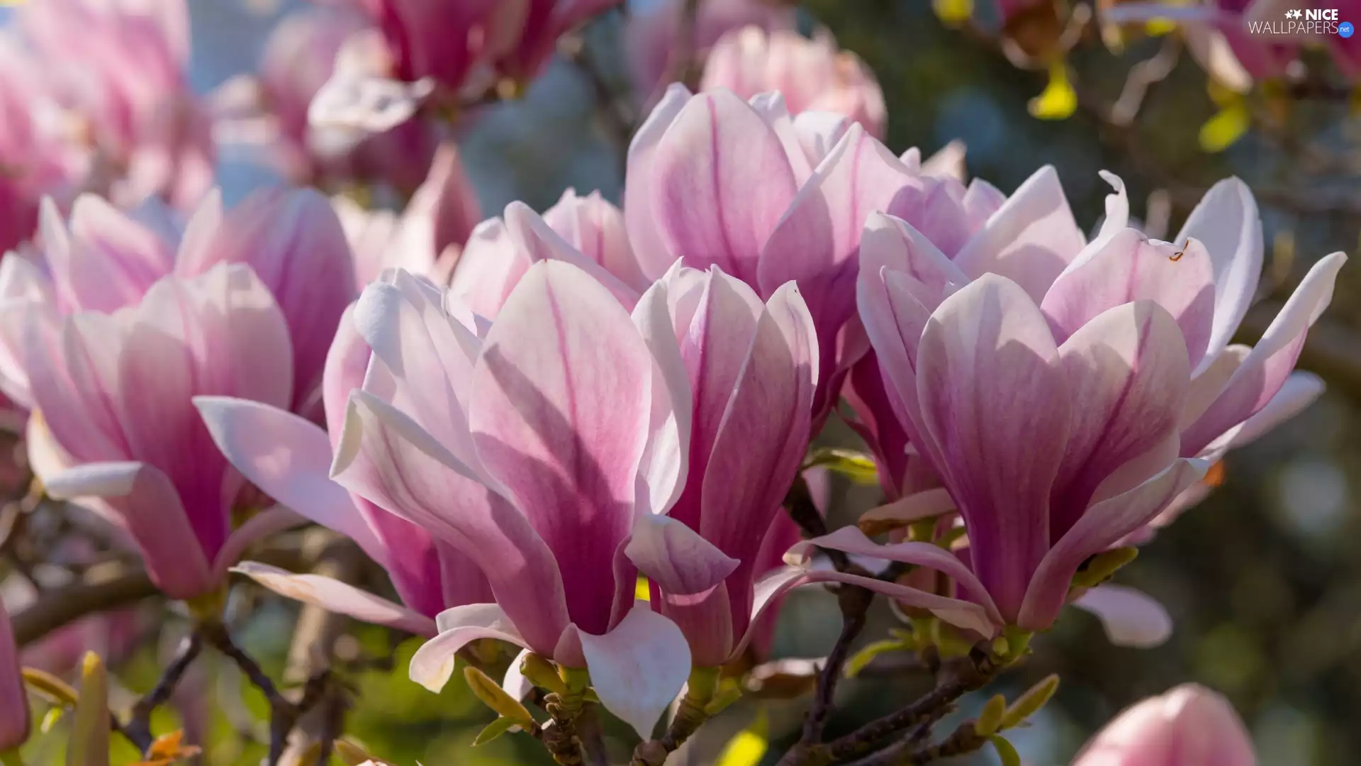 Twigs, Pink, Flowers, Magnolia