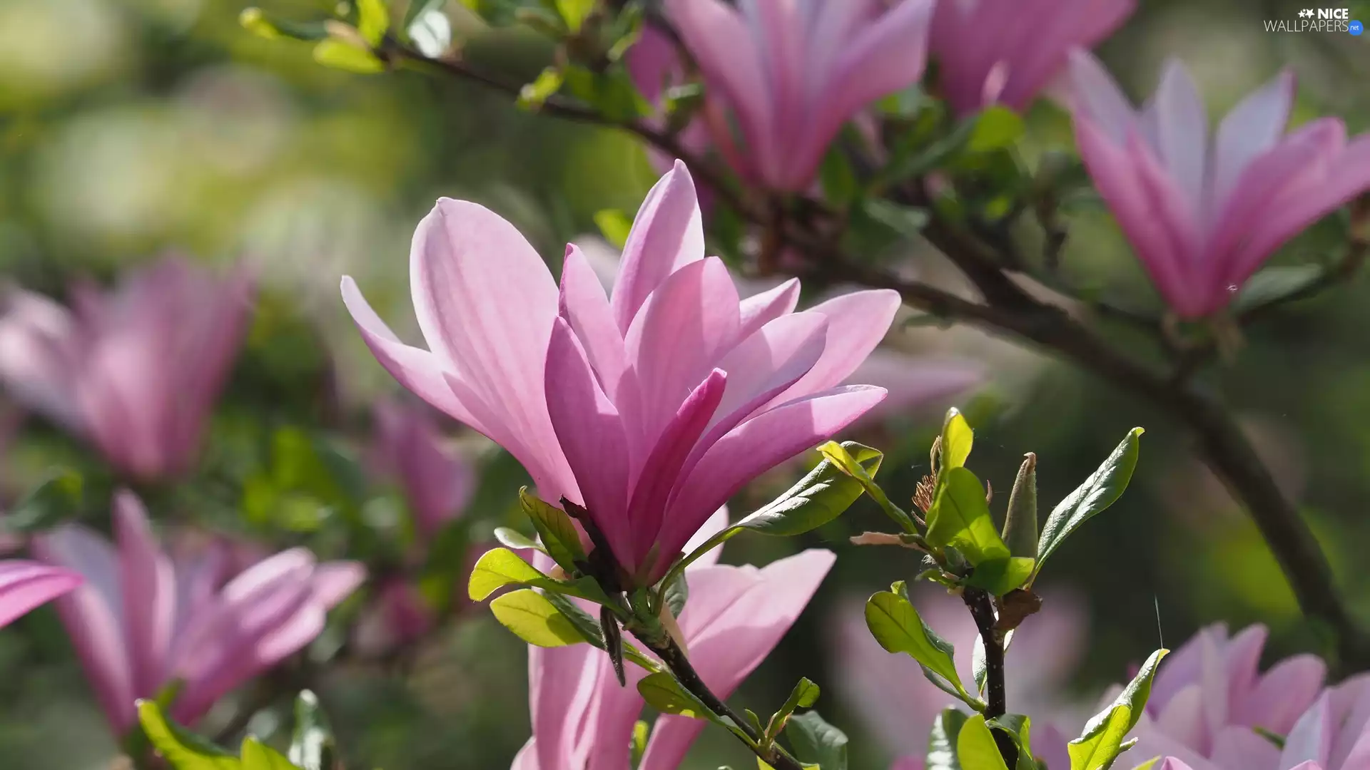 Pink, Leaf, rapprochement, Magnolias