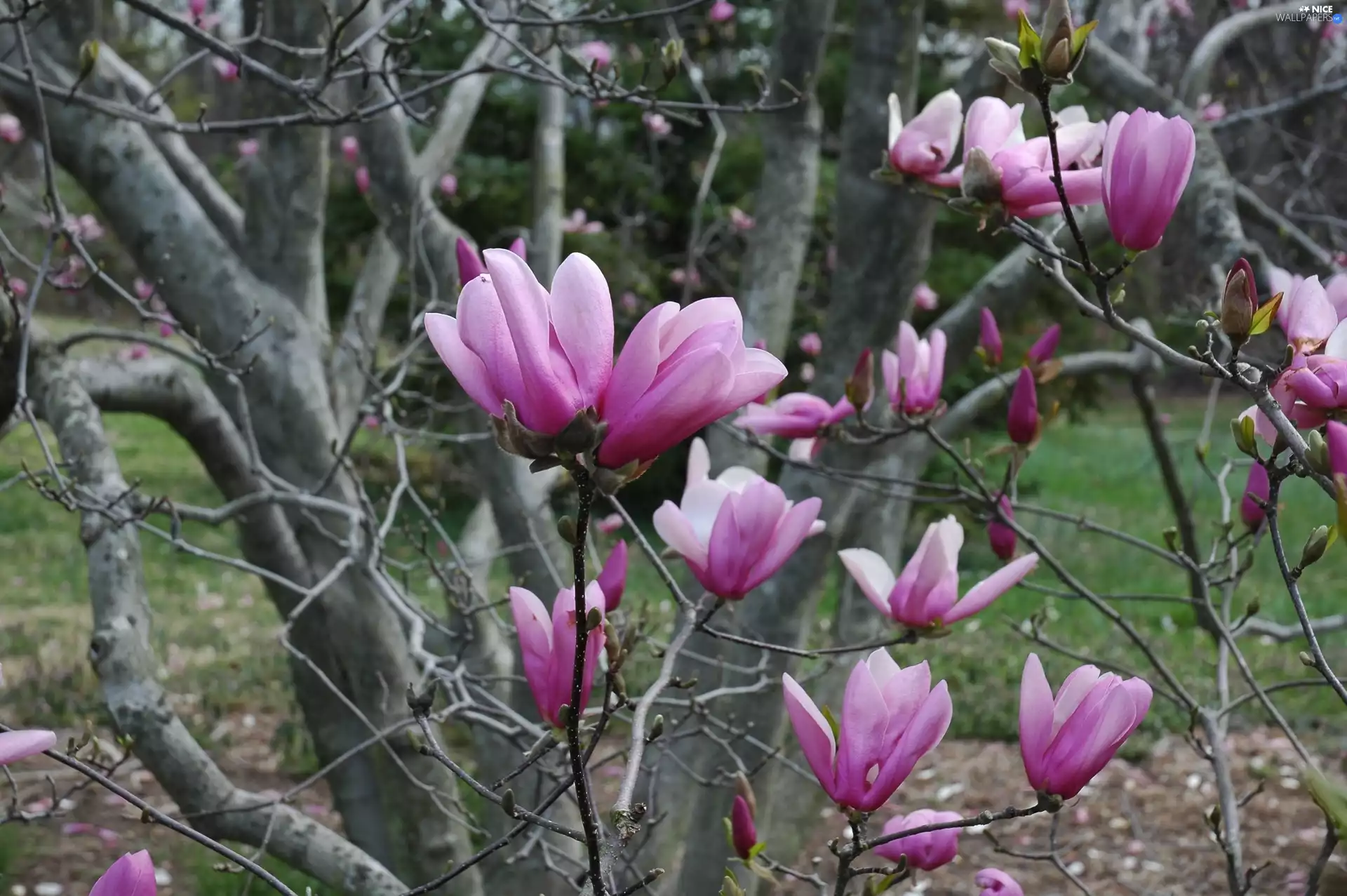 Magnolias, trees, purple