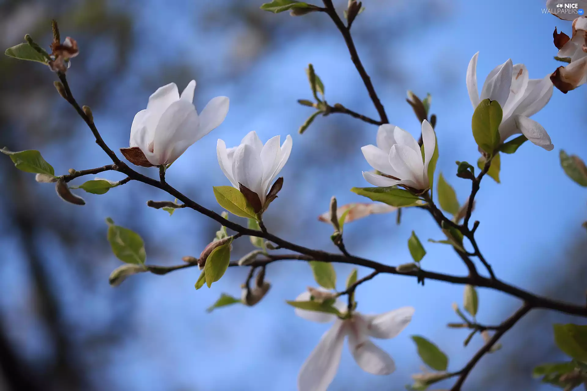 White, Flowers, trees, Magnolias