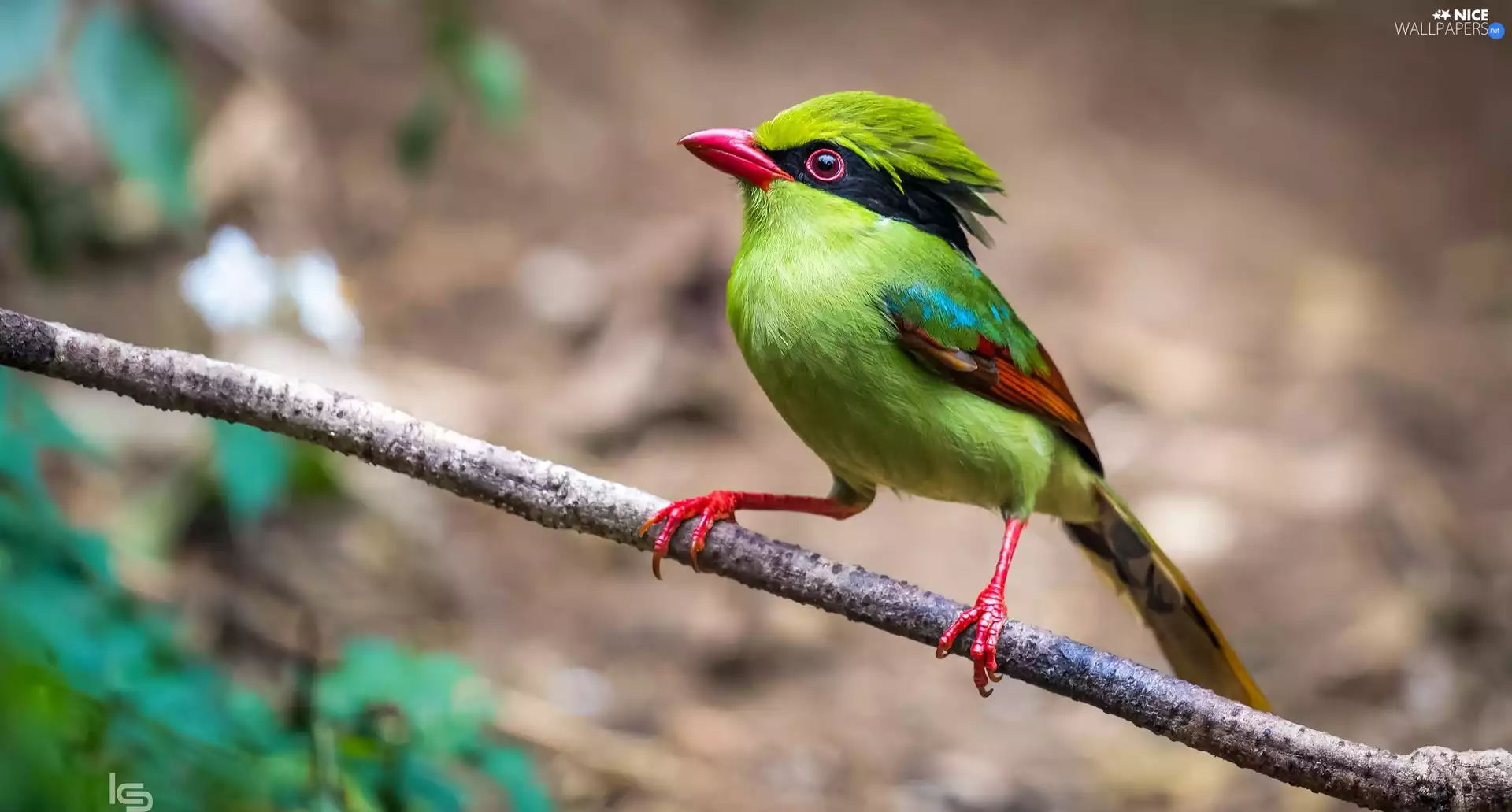 Bird, Common green Magpie, twig, color