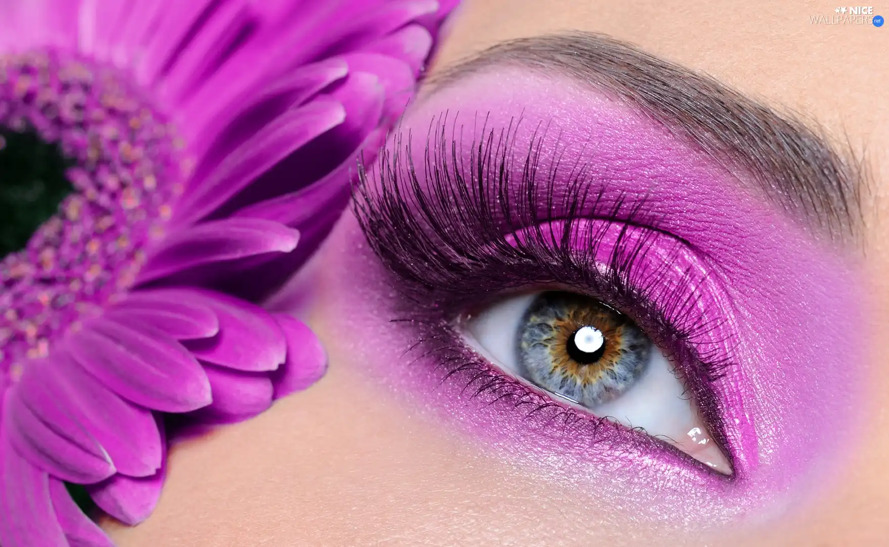 Gerbera, eye, make-up